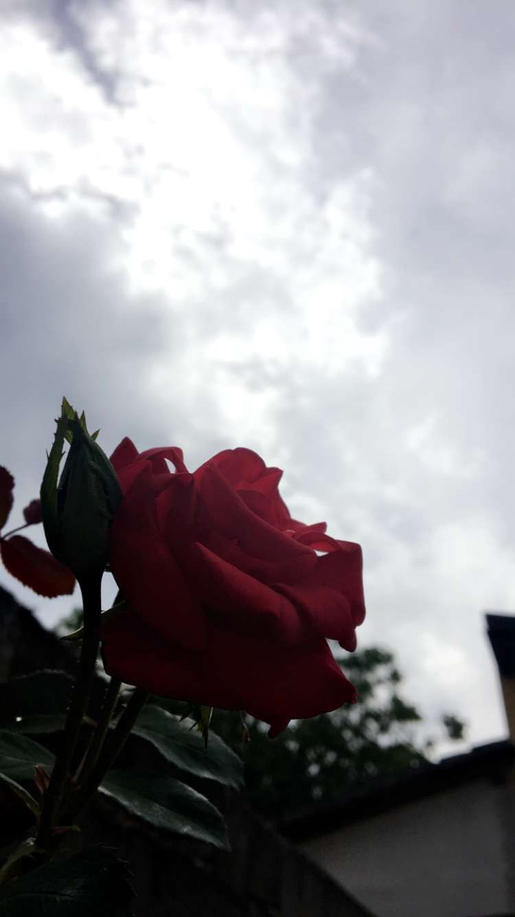 Sad Roses - HD Wallpaper 