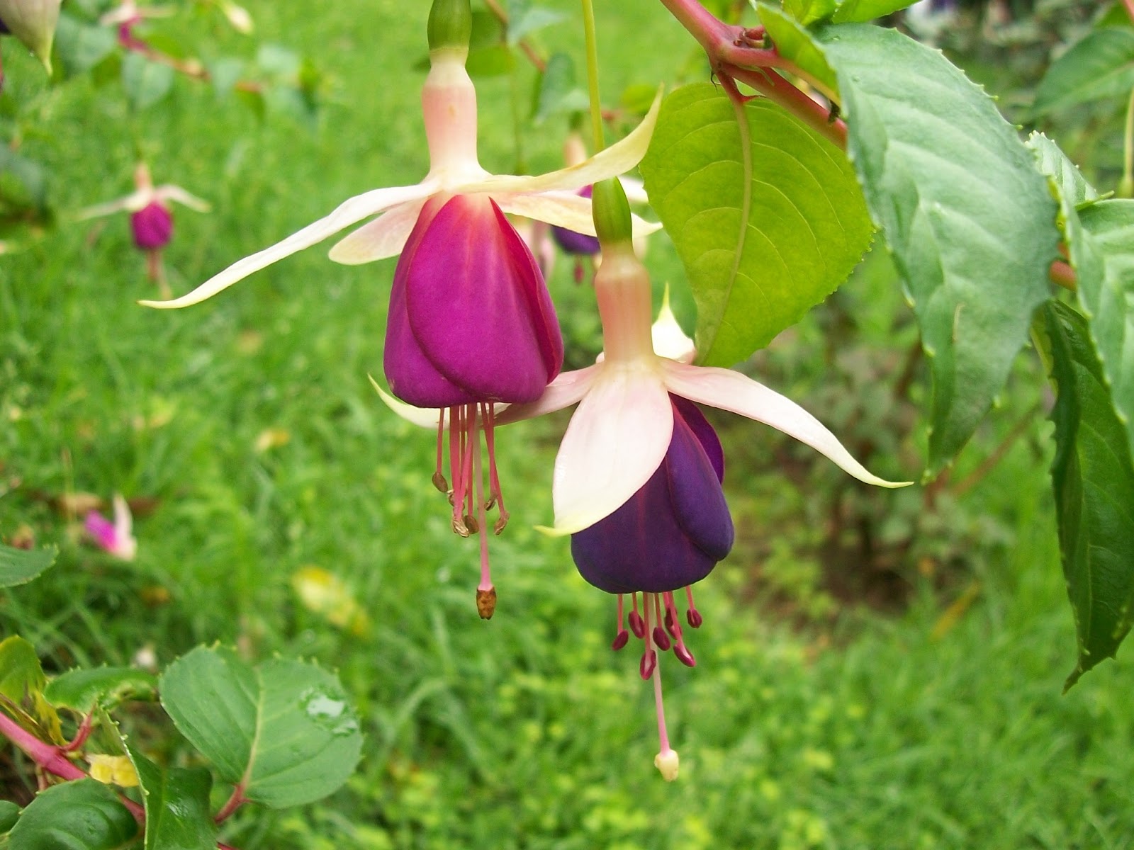 Types Of Colourful Flowers - HD Wallpaper 