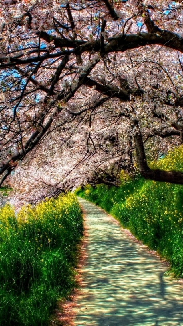 Spring Tree Wallpaper Iphone - 640x1136 Wallpaper 