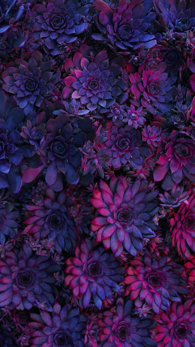 Morado, Rosa, Wallpaper - Nature Flowers Hd Iphone - HD Wallpaper 