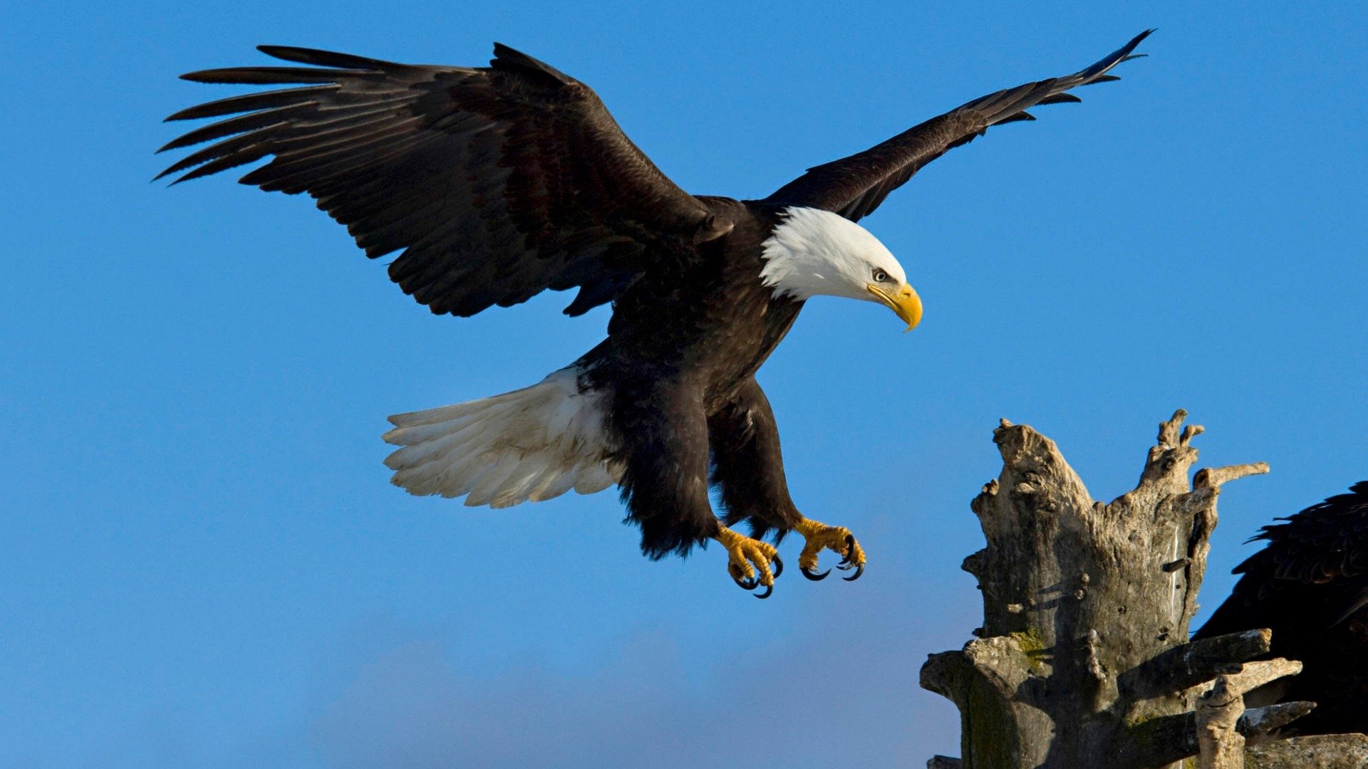 Eagle Landing On Tree - HD Wallpaper 