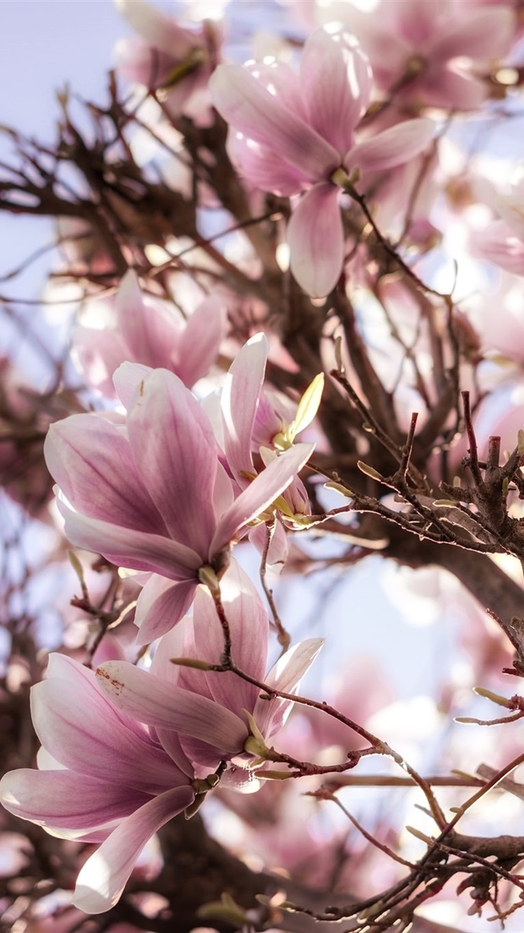 Iphone Wallpaper Magnolia Flowering, Tree, Pink Flowers, - Magnolia Tree Wallpaper Iphone - HD Wallpaper 