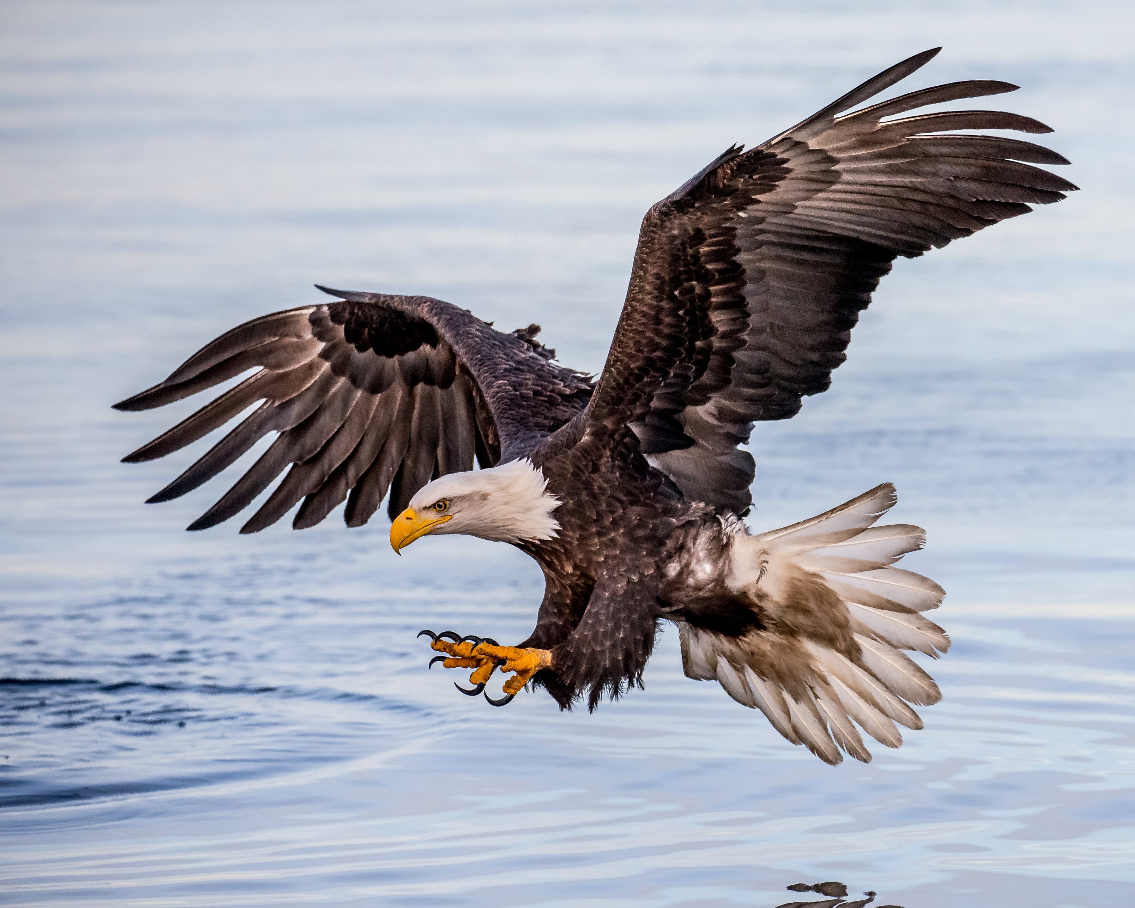 Flying Eagle Images Hd - HD Wallpaper 