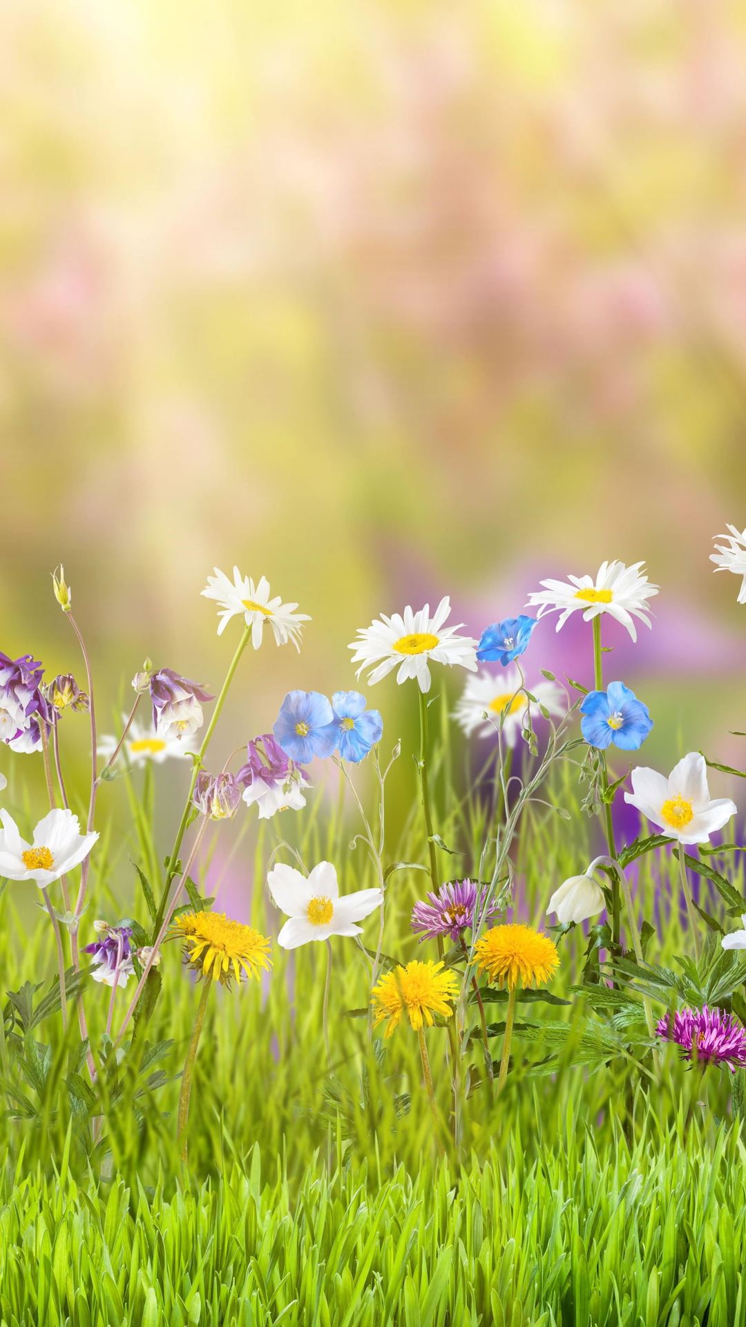 Spring Iphone Wallpapers, Amazing Iphone Wallpapers, - Flower Field Facebook Cover - HD Wallpaper 