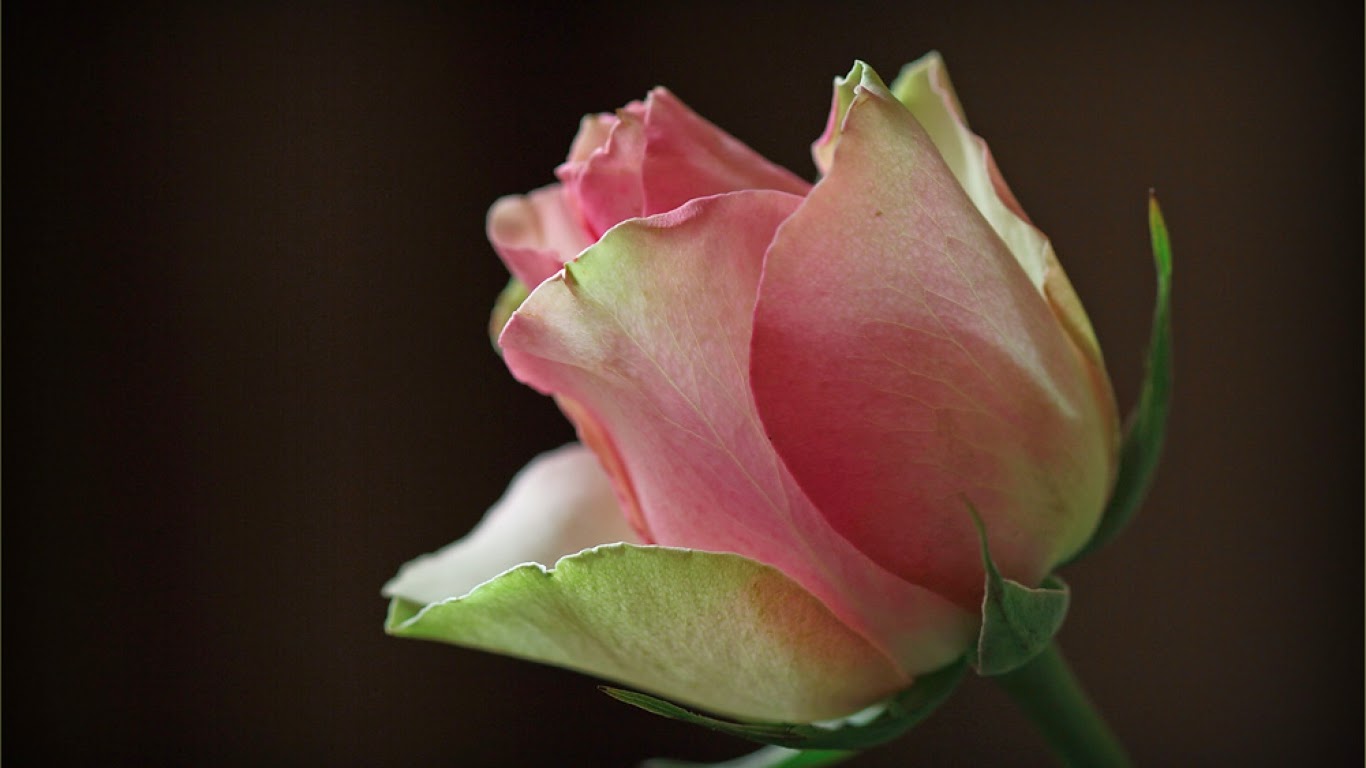 Garden Roses - HD Wallpaper 