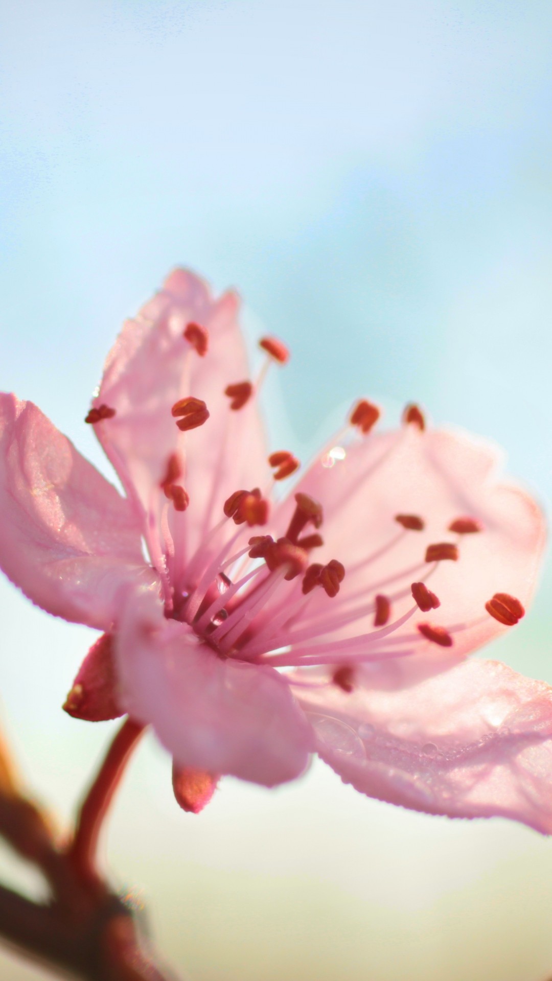 Flower Bloom Branch Spring - Rose Gold Iphone Wallpaper Flower - HD Wallpaper 