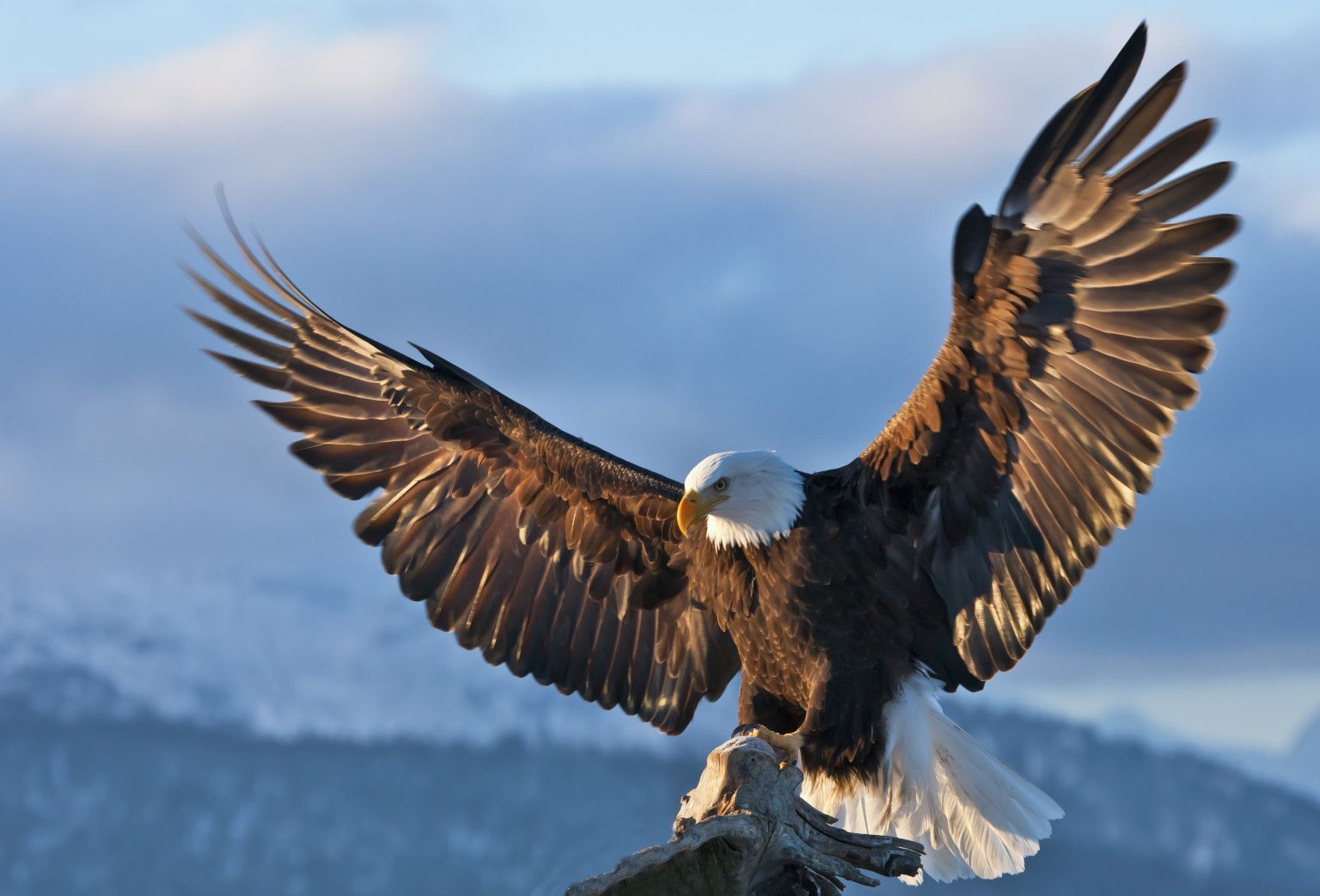 Beautiful Eagle - HD Wallpaper 