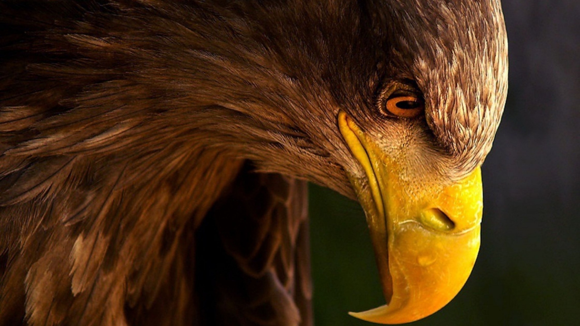Terrible Eagle Hd Wallpaper - Awesome Pictures Of Eagle - HD Wallpaper 