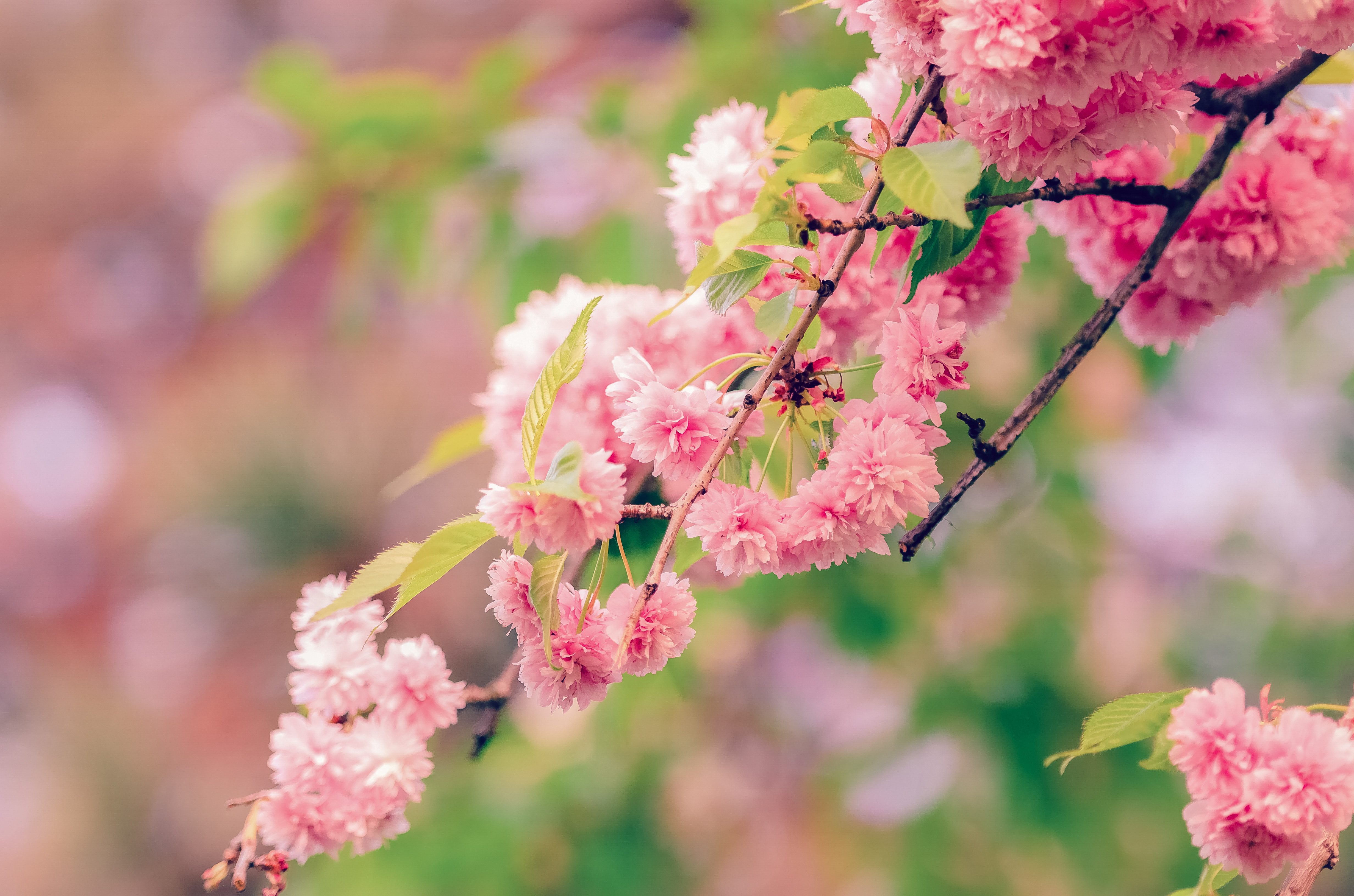 Spring Iphone Wallpaper - HD Wallpaper 