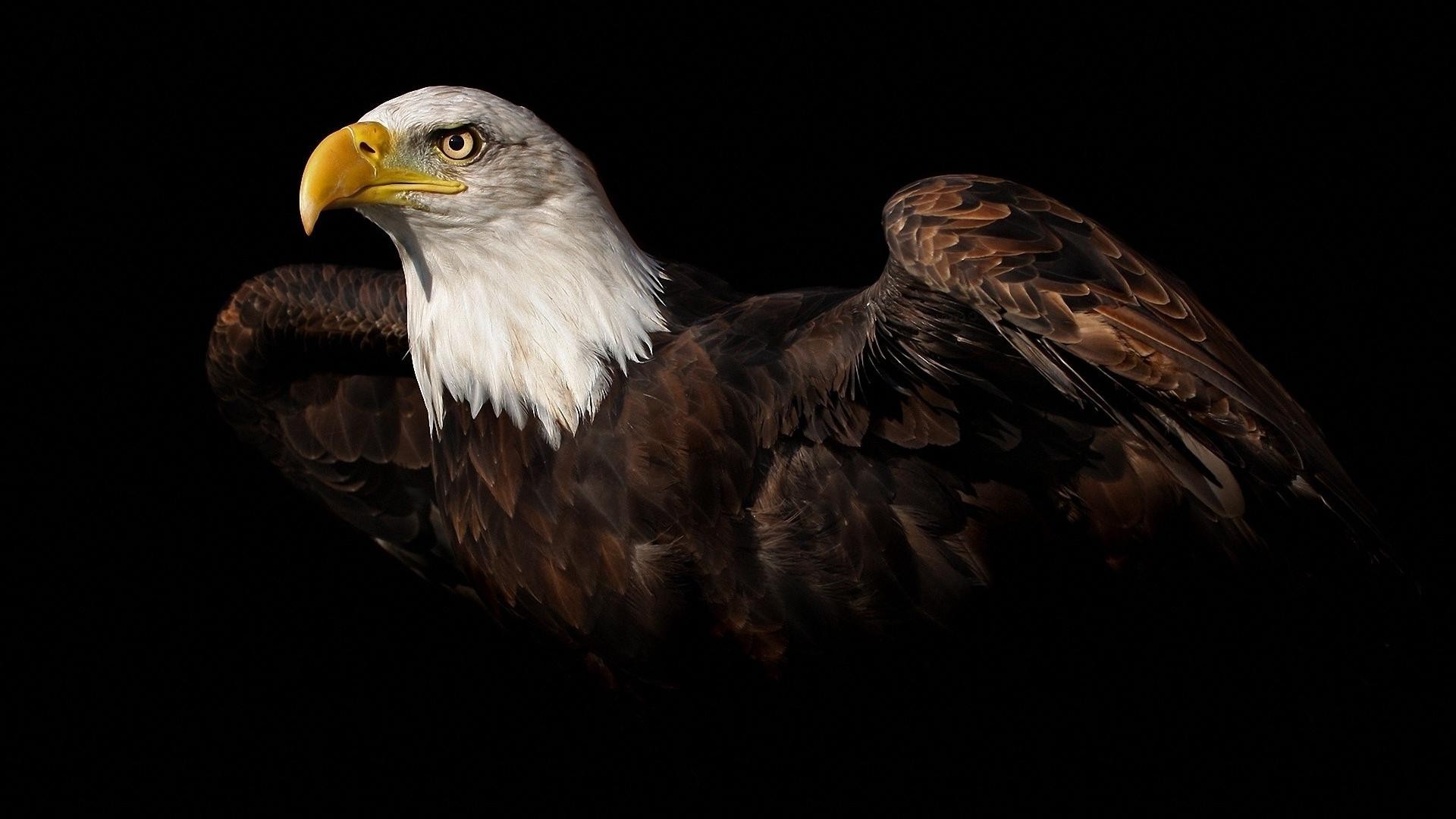 Bald Eagle Hd Wallpaper - Background Images Hd Animal - HD Wallpaper 