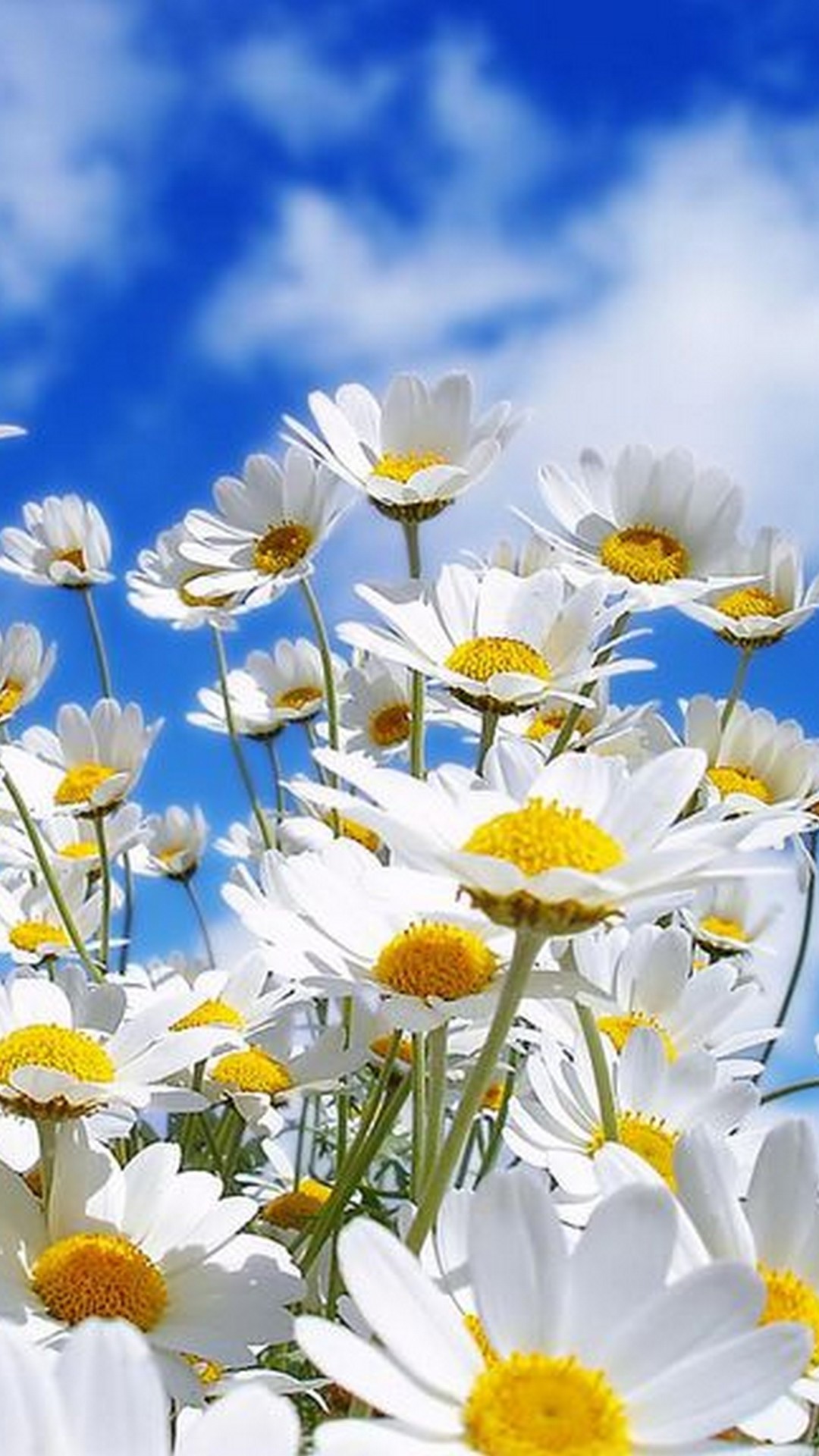 Spring Season Iphone Wallpaper Hd - Chamomile Flower - HD Wallpaper 