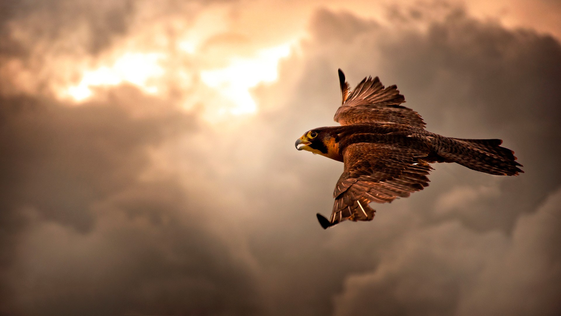 Brown Eagle In Flight Hd Wallpaper - Bird Of Prey Background - HD Wallpaper 