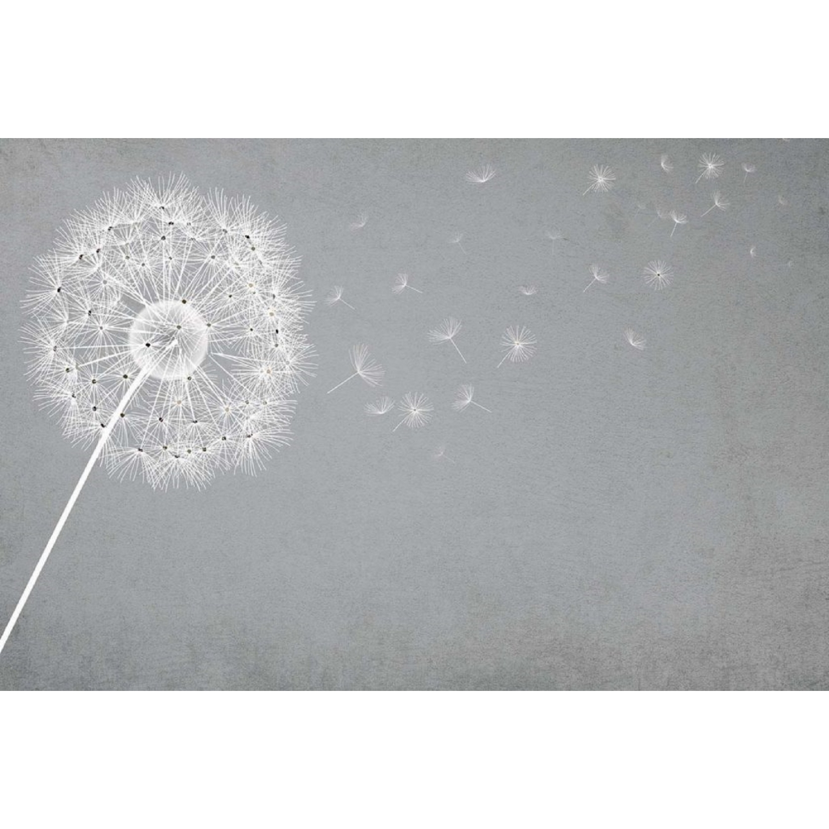 Instabilelab Wallpaper Fluffy - Dandelion - 1663x1663 Wallpaper - teahub.io