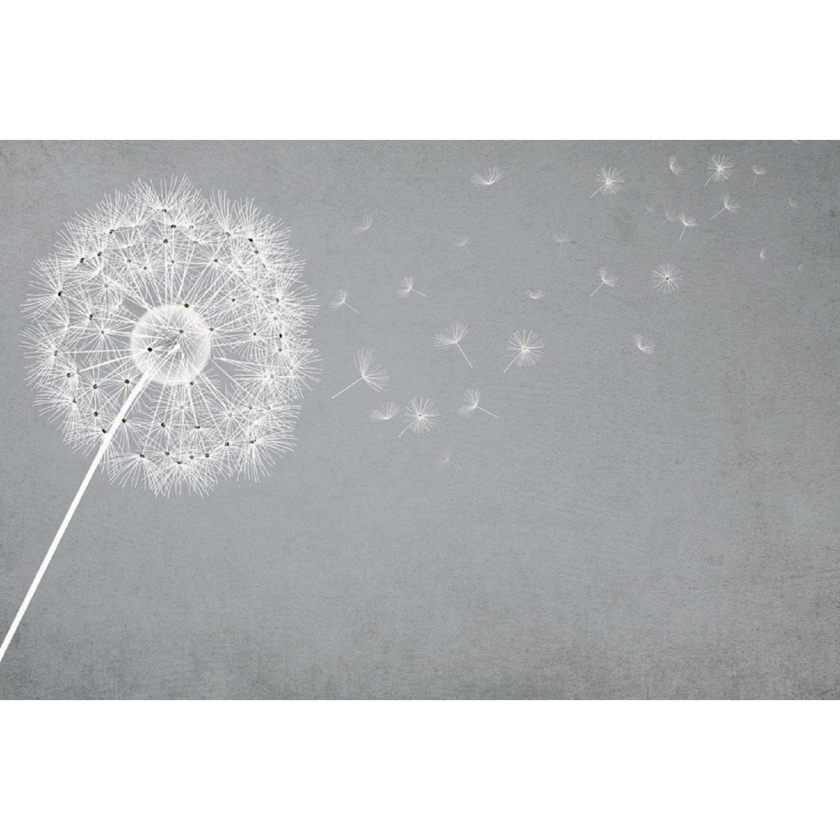 Instabilelab Wallpaper Fluffy - Dandelion - HD Wallpaper 