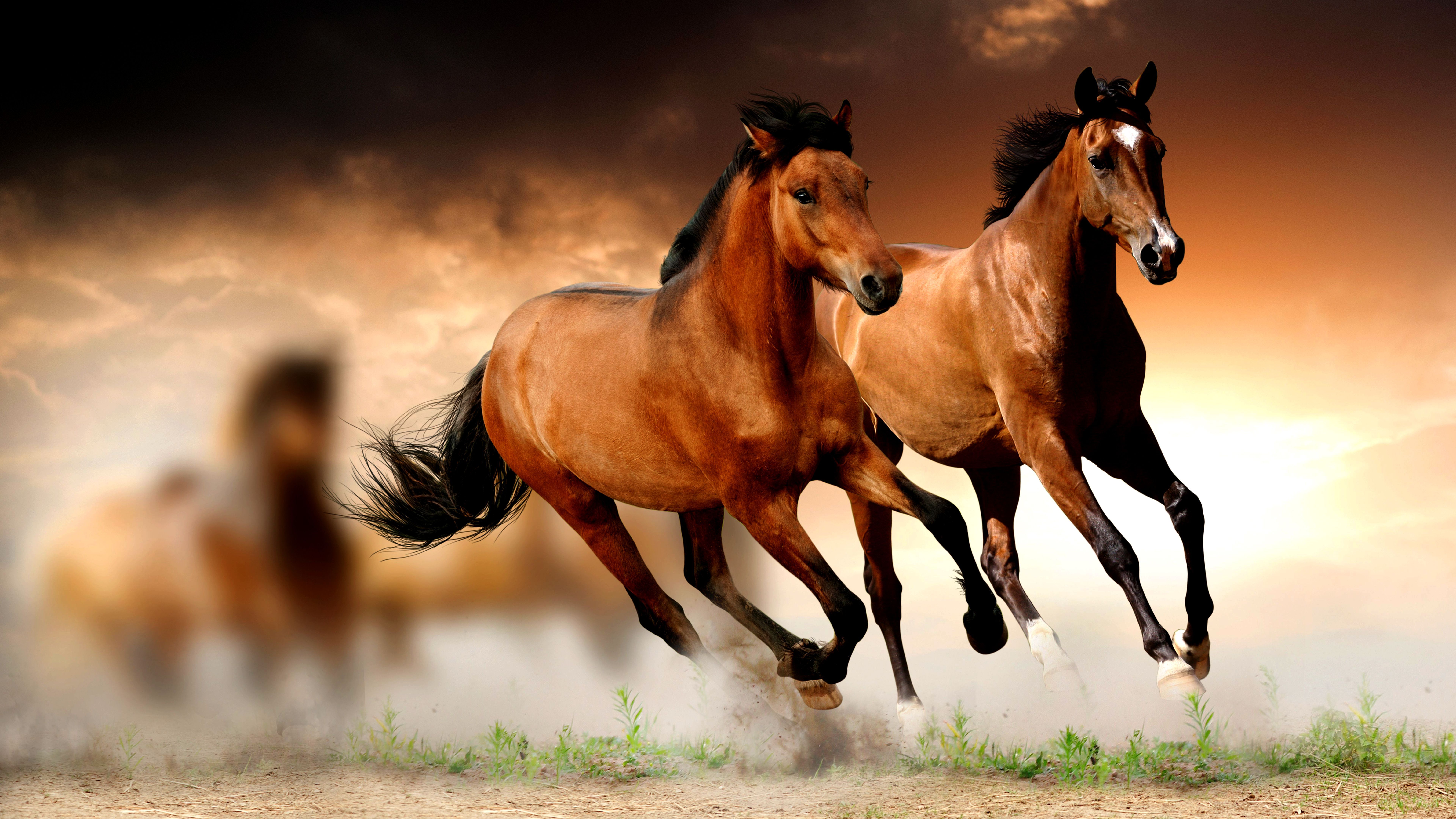Horse Hd Images Free Download - HD Wallpaper 