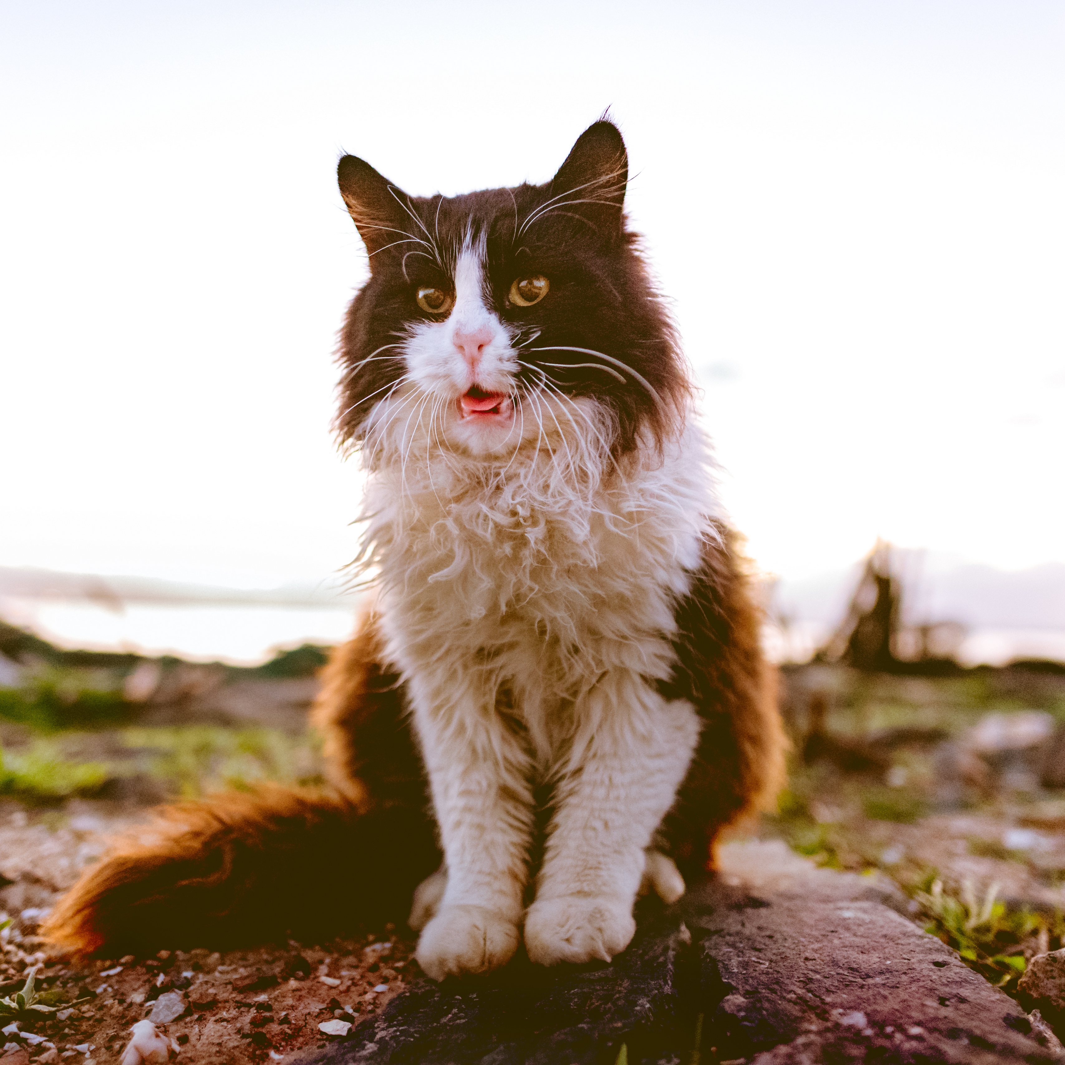 Wallpaper Cat, Fluffy, Sitting, Spotted - Cat - HD Wallpaper 