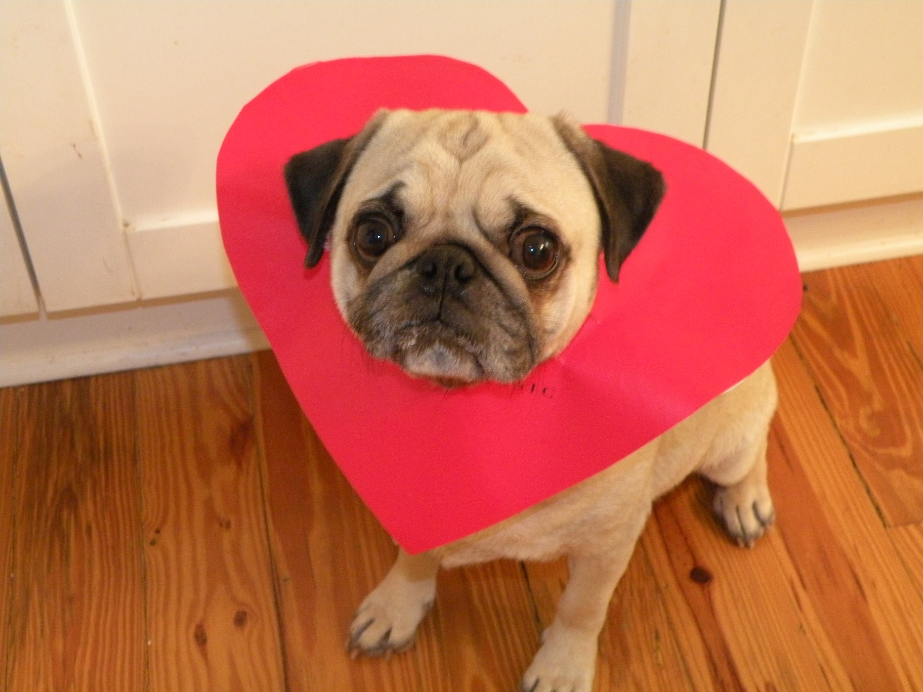 Pug Dog And Cute Heart Wallpaper - Pug Valentines Day - HD Wallpaper 