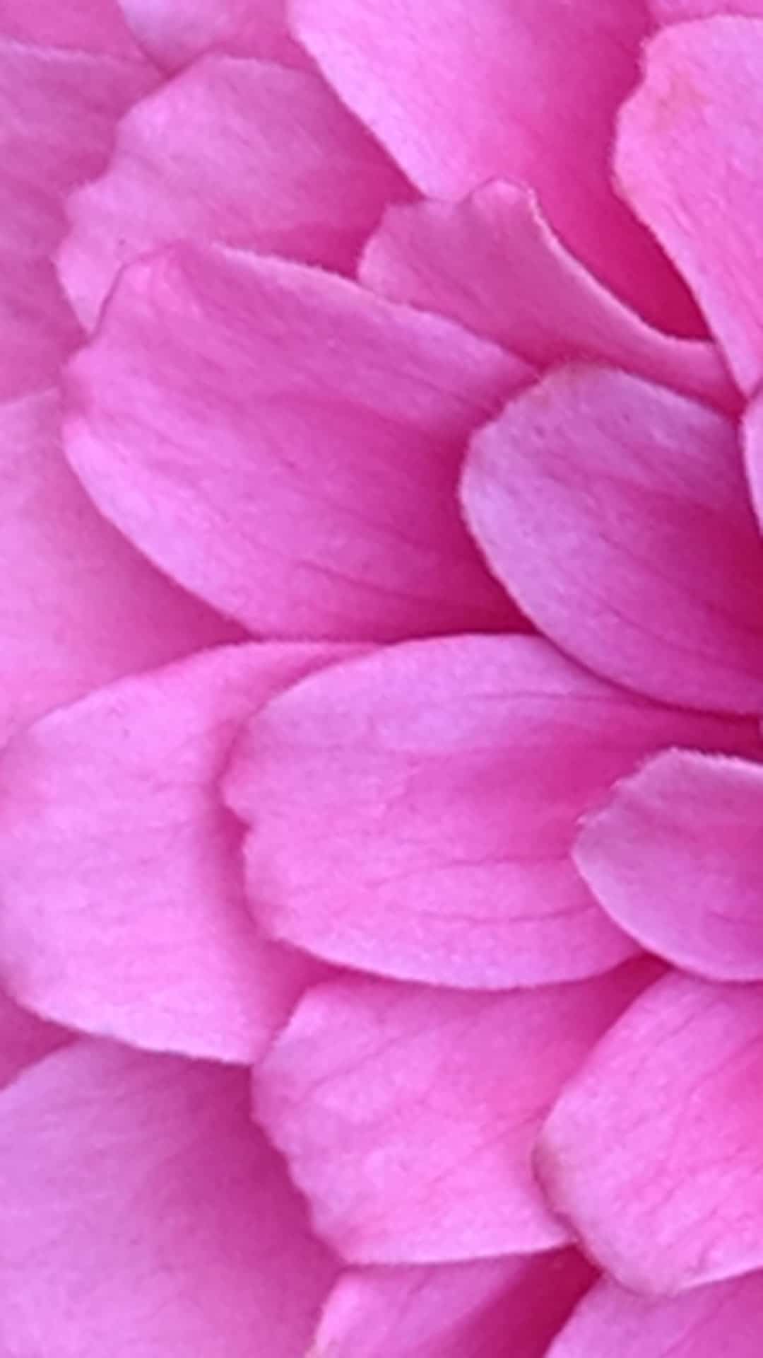 Close-up - HD Wallpaper 