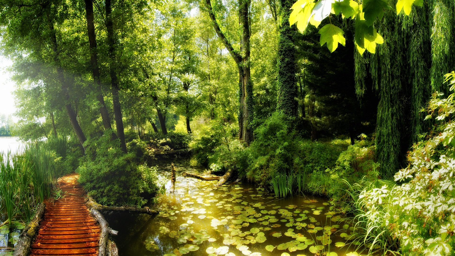 Path In The Forest - Summer Forest Hd - HD Wallpaper 