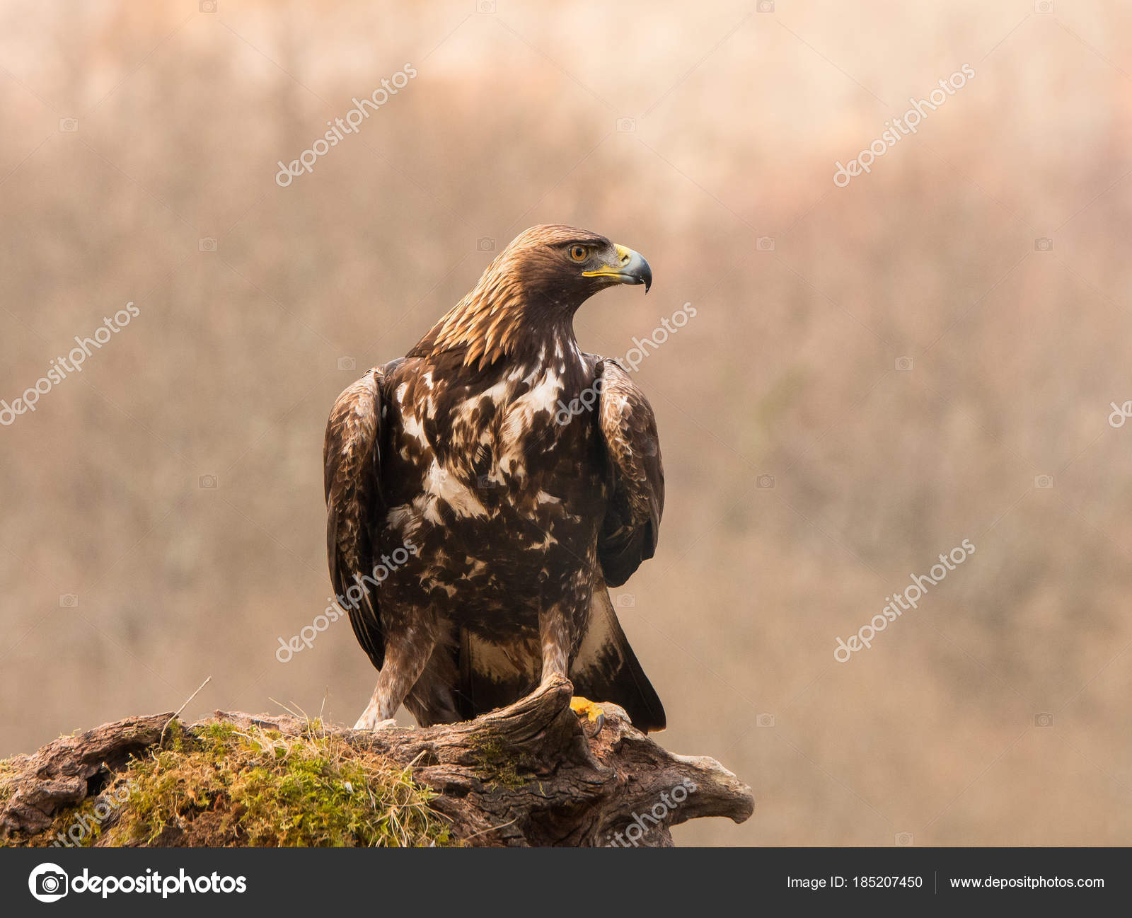 Golden Eagle - HD Wallpaper 