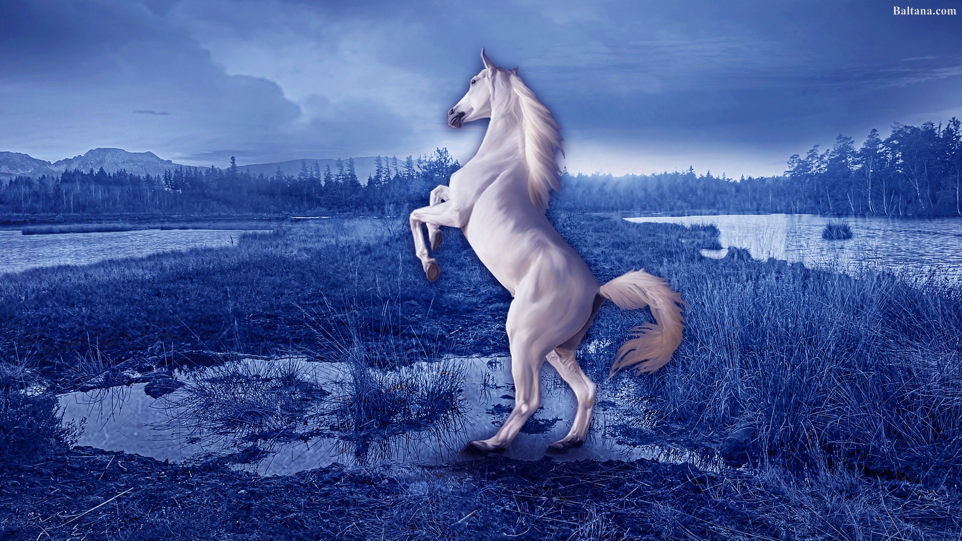 Horse Hd Wallpapers - Hd Wallpaper Of Horse - HD Wallpaper 