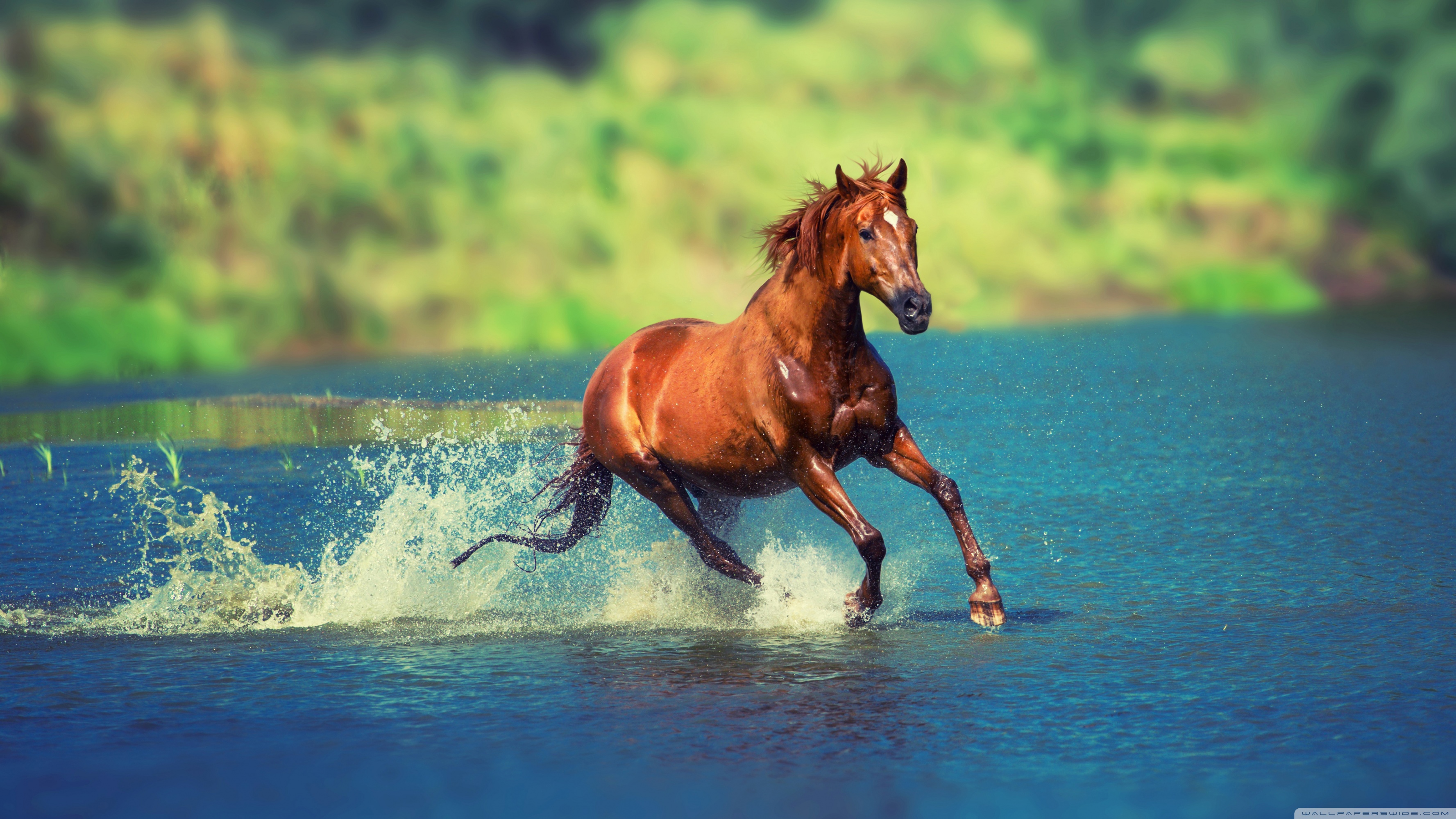 Horse Wallpaper 4k - 3554x1999 Wallpaper Horse Wallpaper 4k - 3554x1999 Wallpaper
