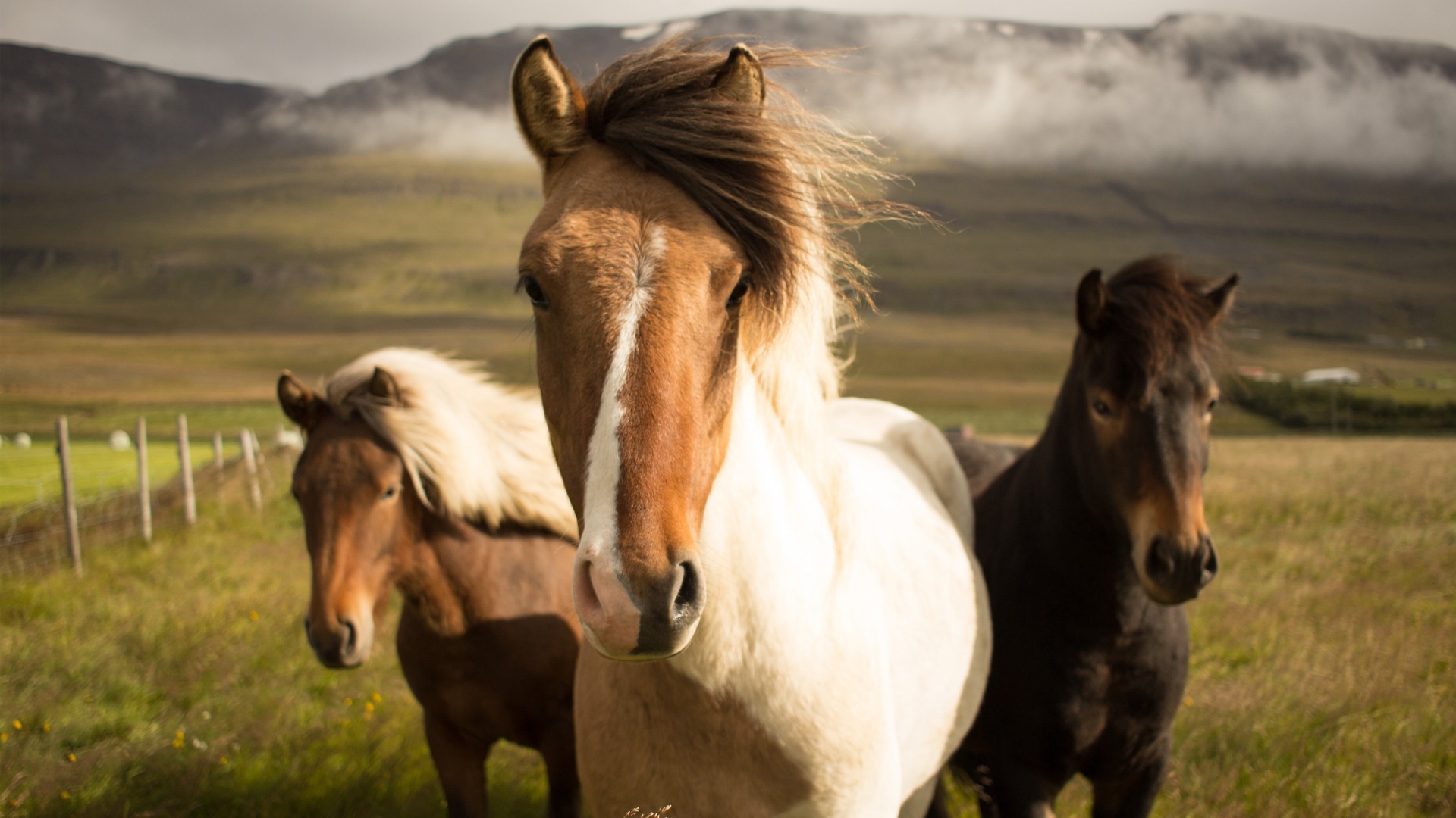 Iceland Horses Hd Wallpaper - Black White And Brown Horse - HD Wallpaper 