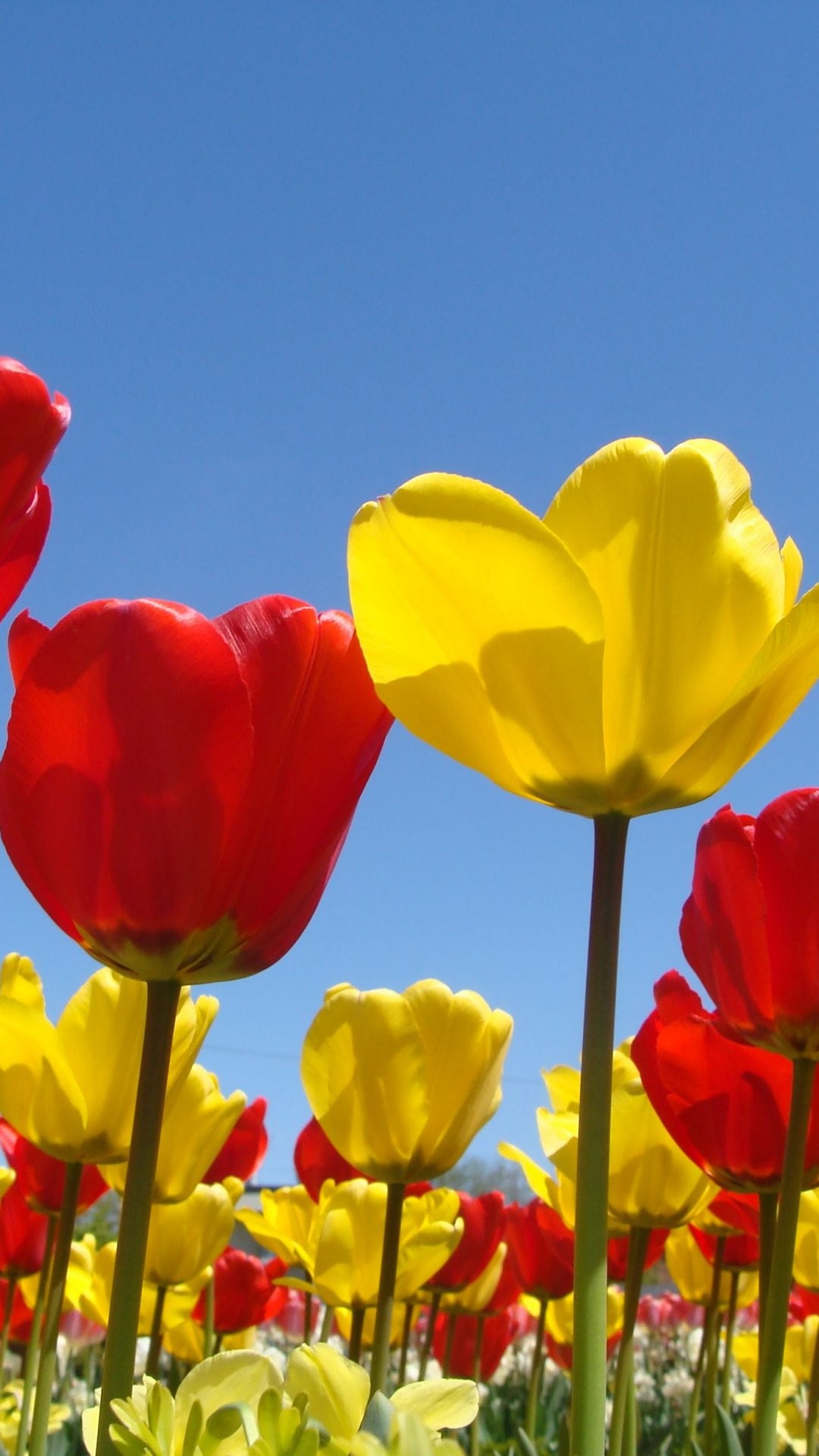 High Resolution Yellow Tulip - HD Wallpaper 