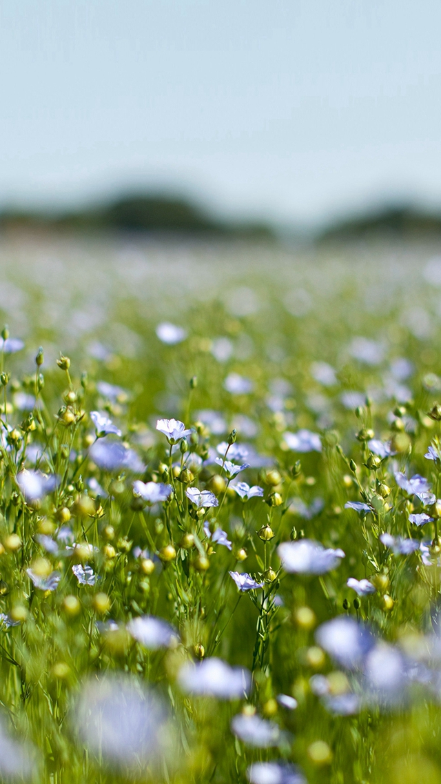 Field Green Cosmos Flower Spring Nature Iphone Wallpaper - Xiaomi Redmi 5 Plus - HD Wallpaper 