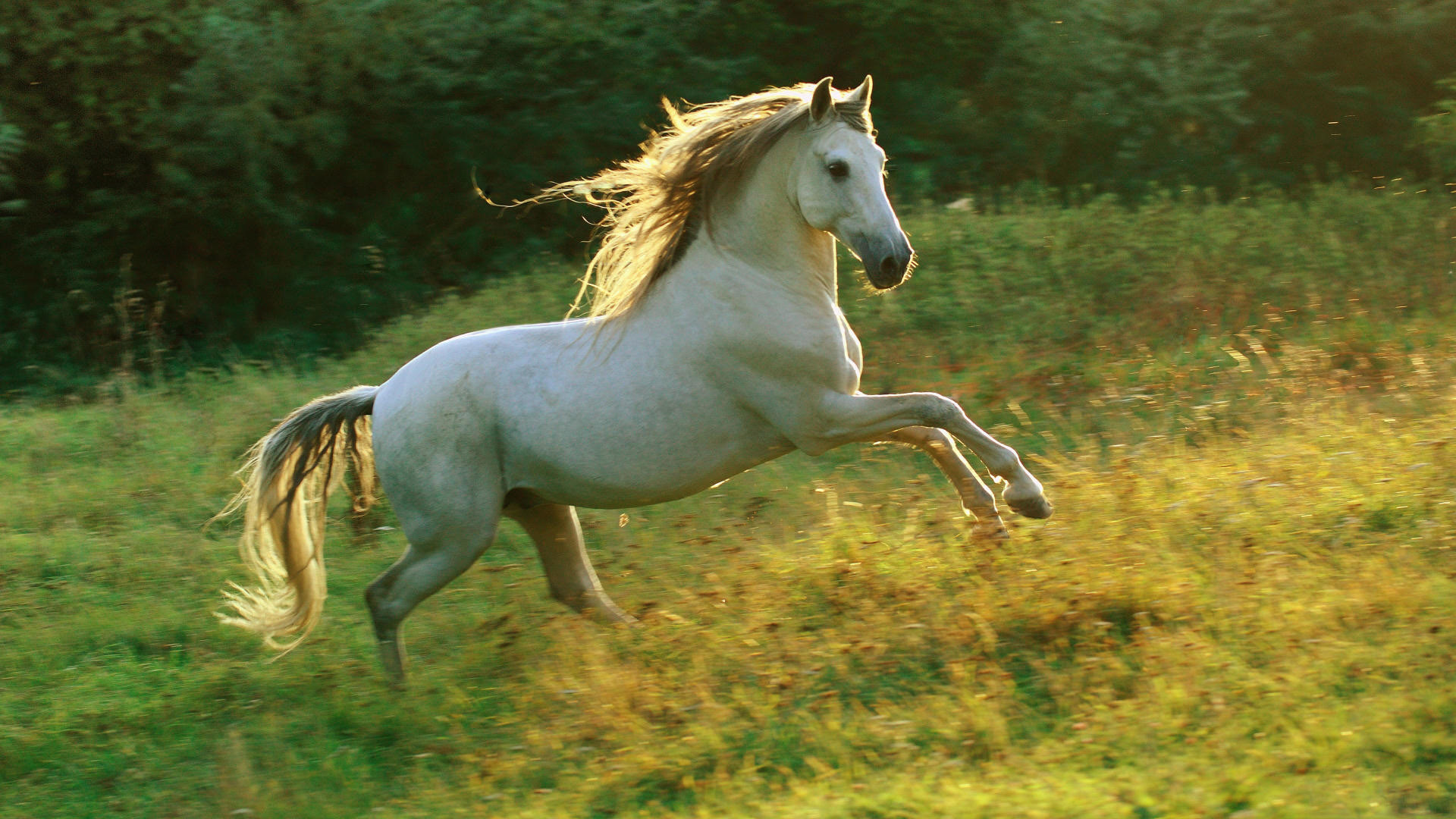 White Horse Full Hd Wallpaper - Horses Running - HD Wallpaper 