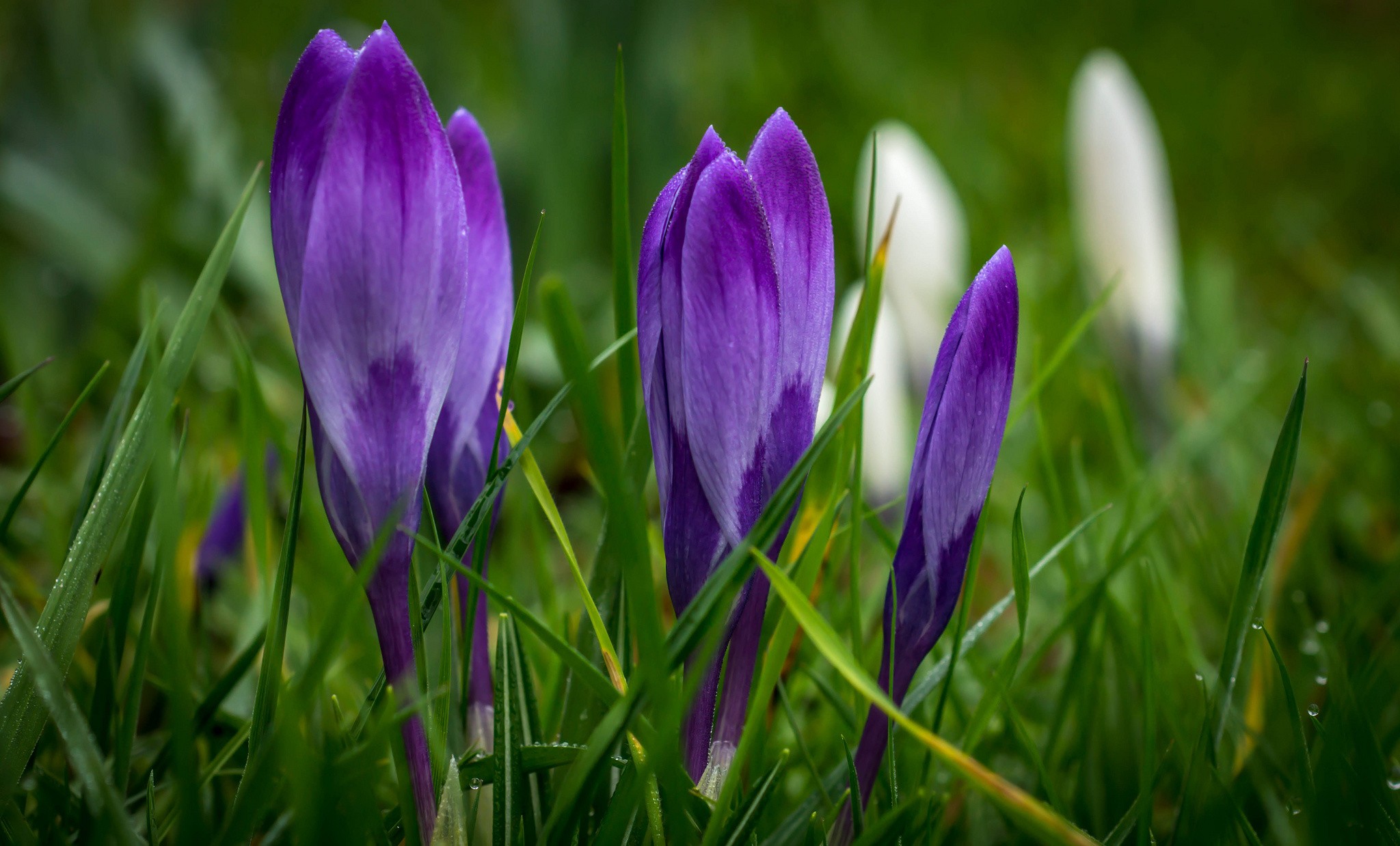 Spring, Iphone Xr,purple, Hd Wallpaper, Nature Images - Crocus - HD Wallpaper 