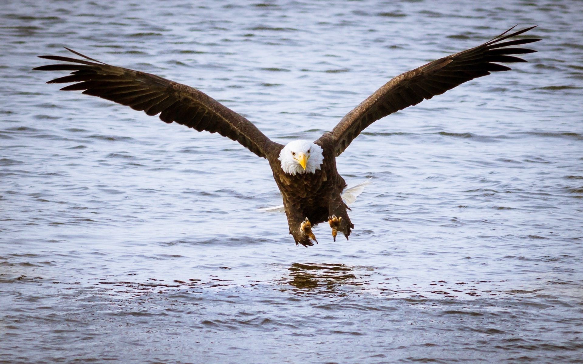 Preview Bald Eagle Pictures - HD Wallpaper 