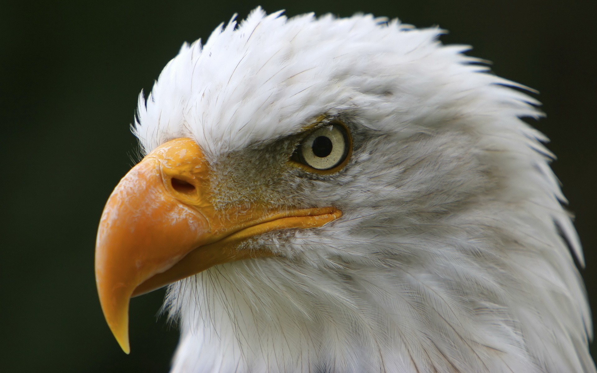 American Eagle Close Up - Eagle - HD Wallpaper 