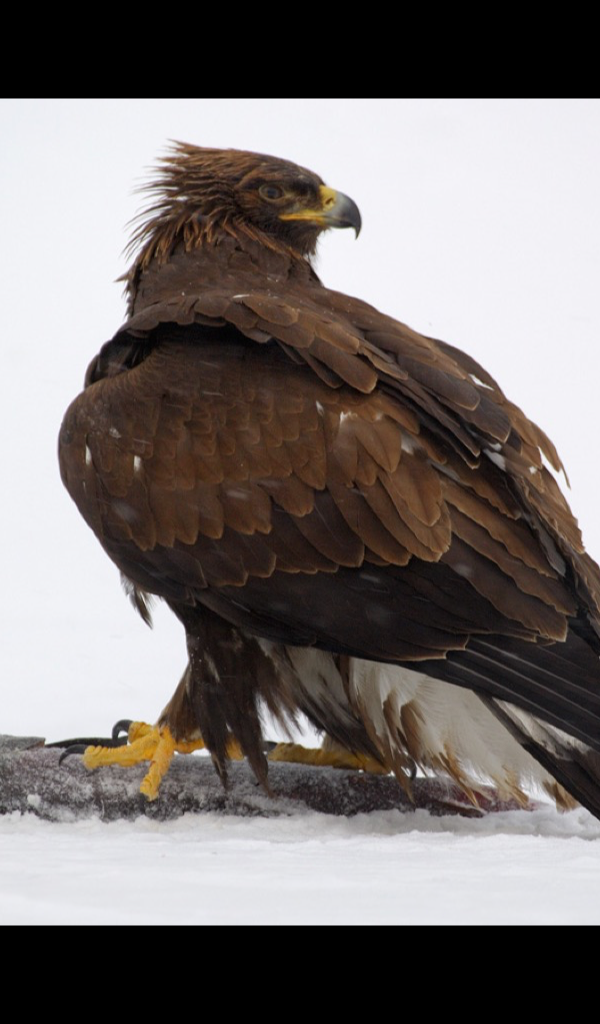 Golden Eagle Wallpaper Hd - HD Wallpaper 