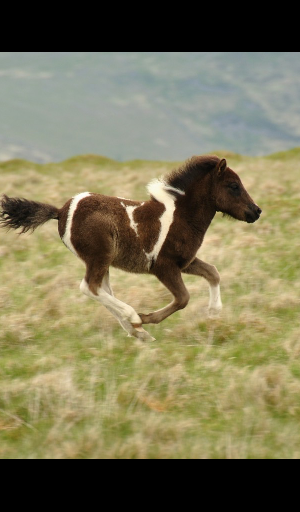 Horse - HD Wallpaper 