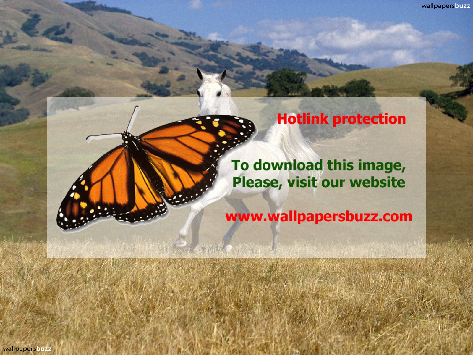 Photoshopped Duck - HD Wallpaper 