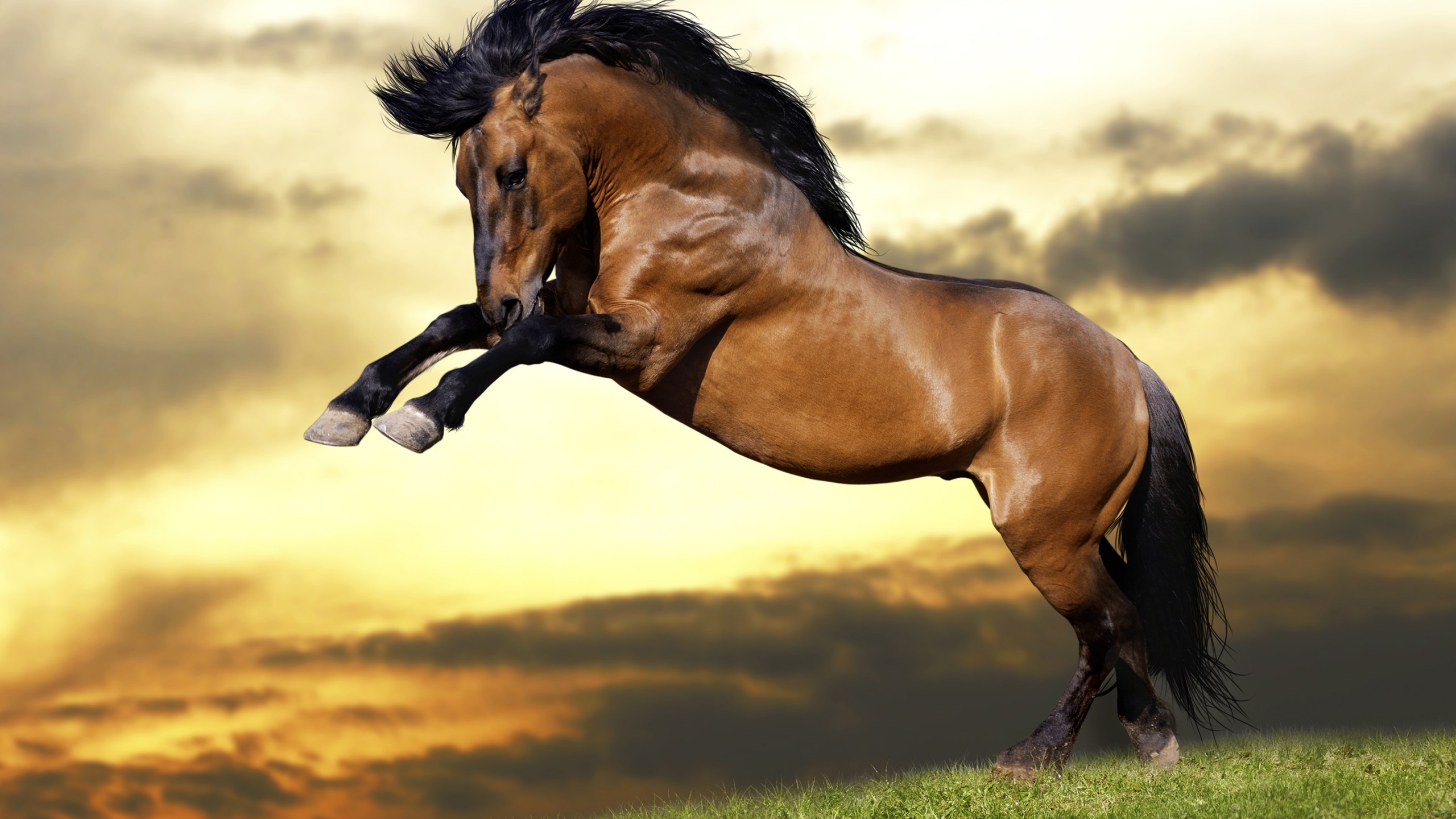 Beautiful Wallpaper Brown Horse - HD Wallpaper 