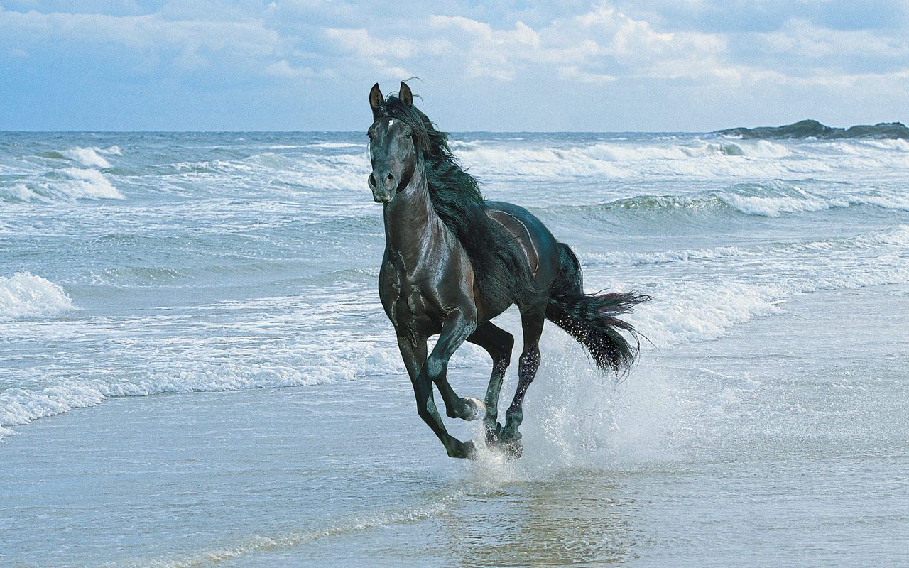 Black Horse Running On Beach - HD Wallpaper 
