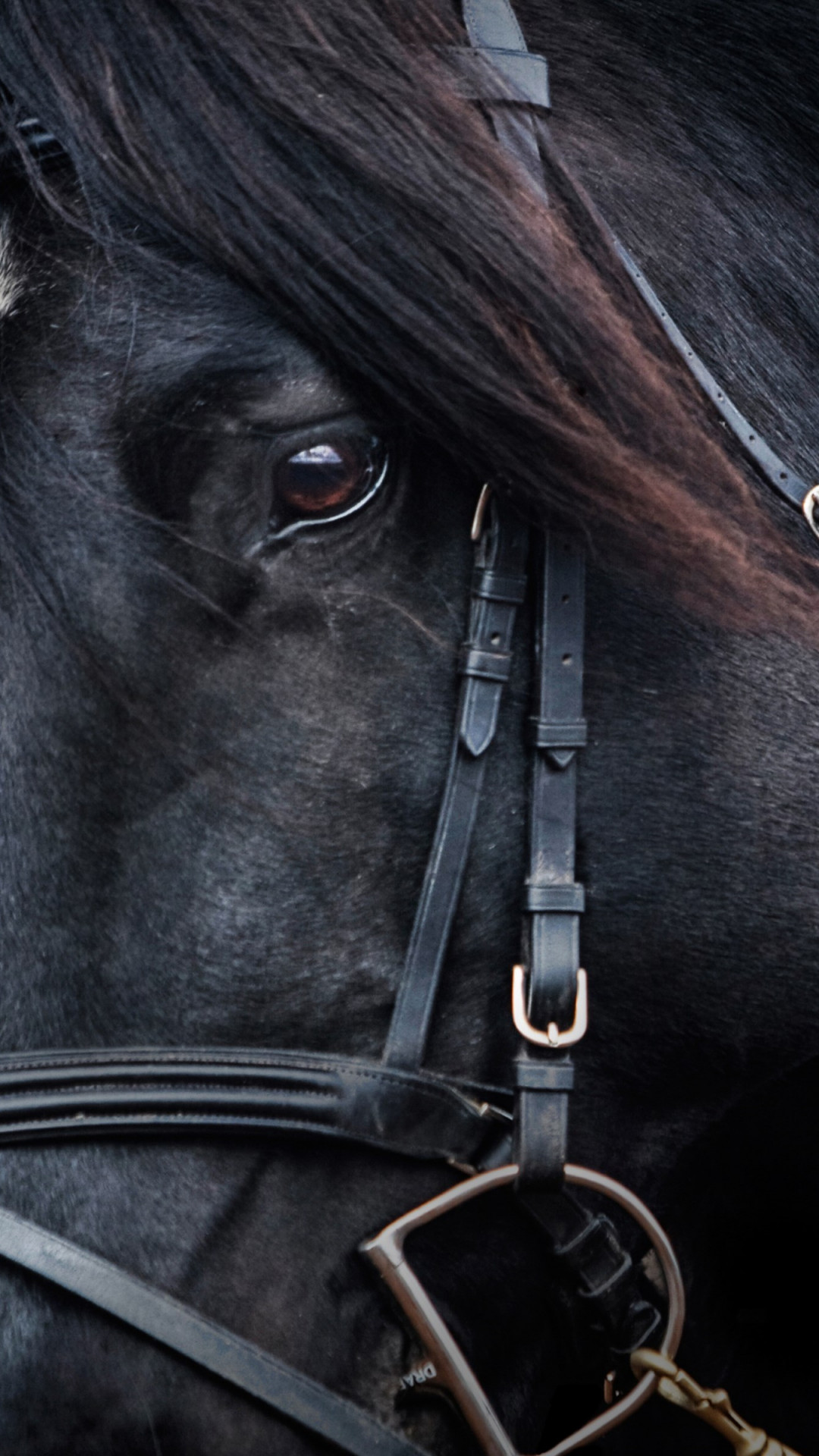 Black Horse Wallpaper - Black Horses Wallpaper 4k - HD Wallpaper 