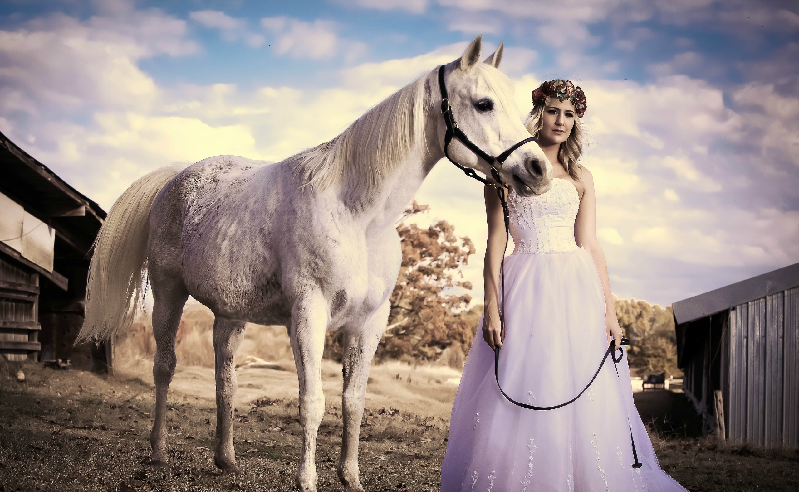 Wedding Horse - HD Wallpaper 