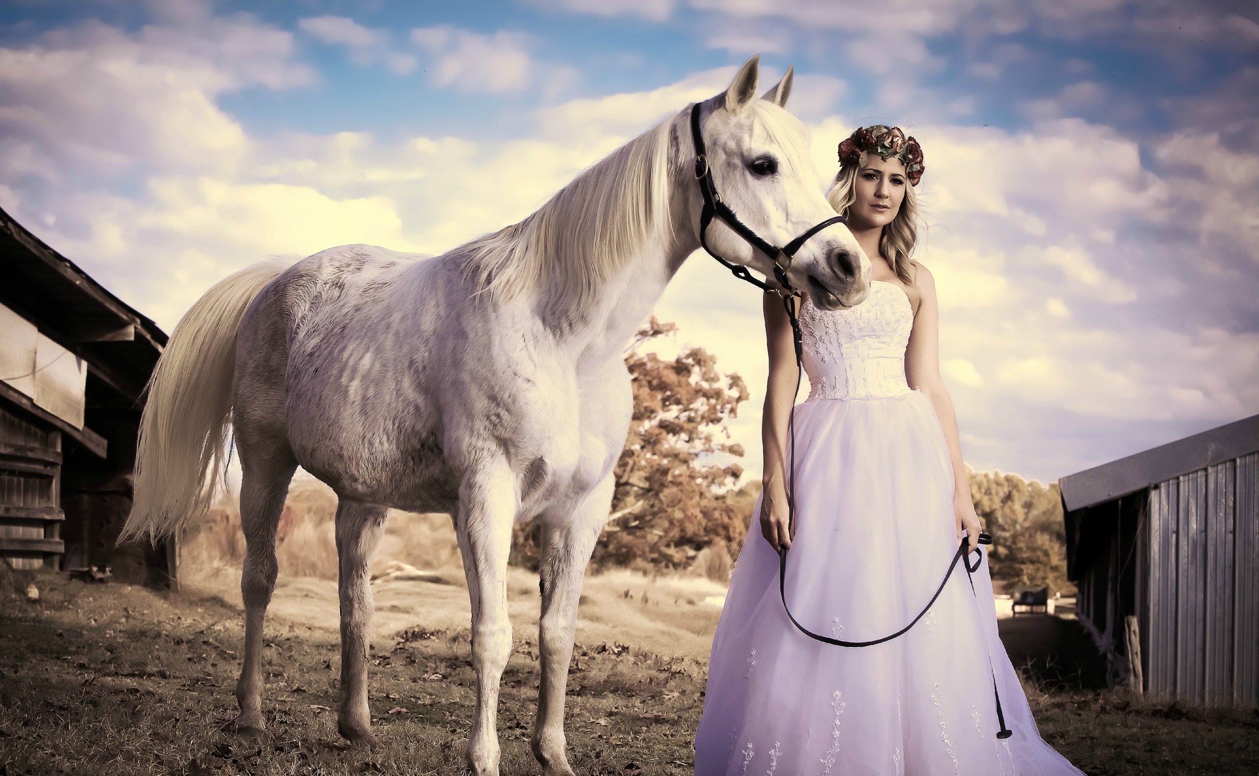 Wedding Horse - 2560x1578 Wallpaper - teahub.io