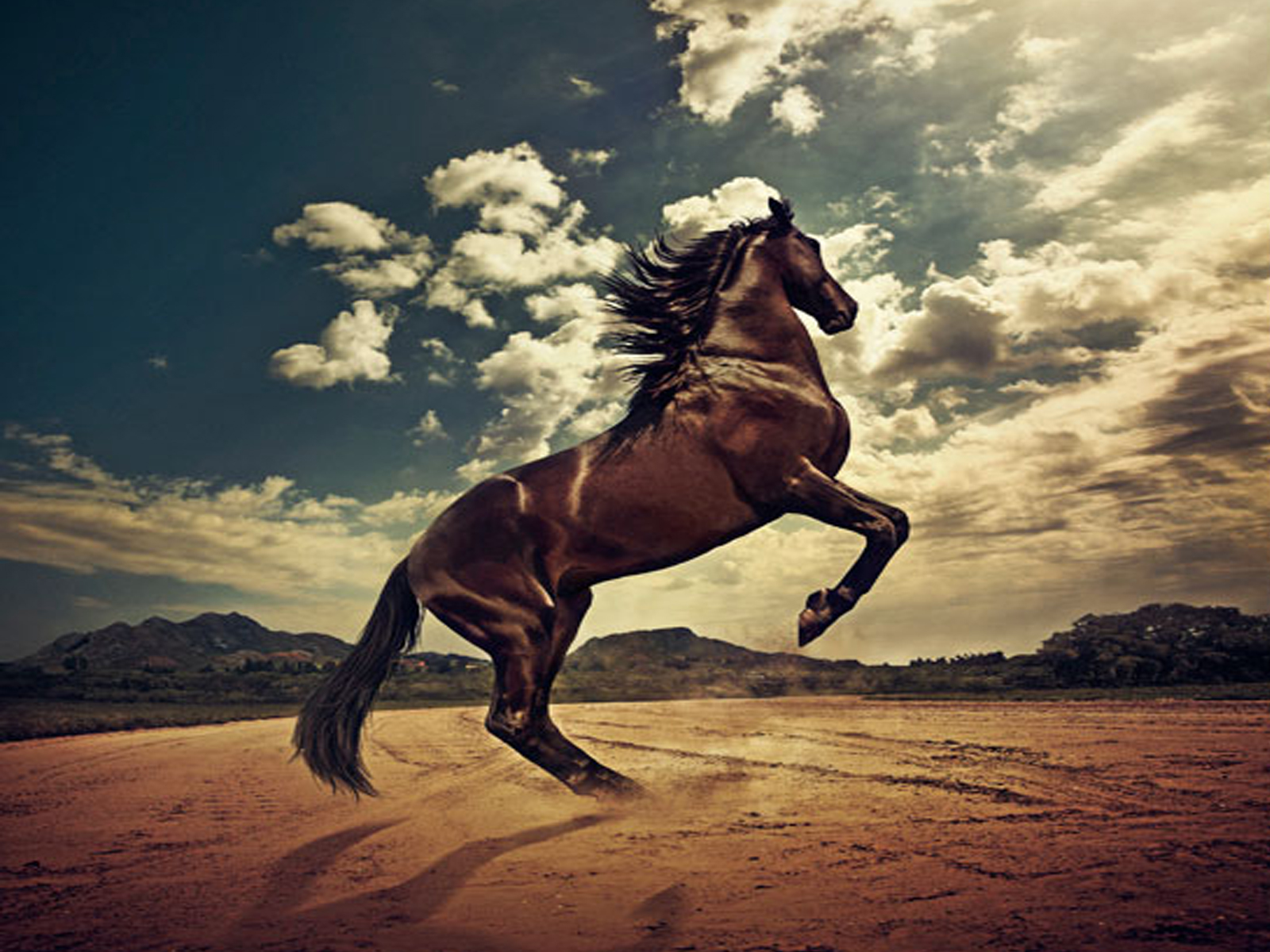Rising Horse - HD Wallpaper 