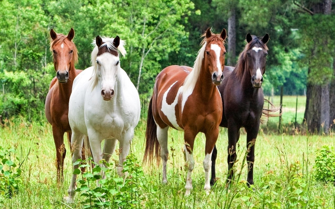 Beautiful Horse Hd Wallpapers - Caballos De Varios Colores - HD Wallpaper 