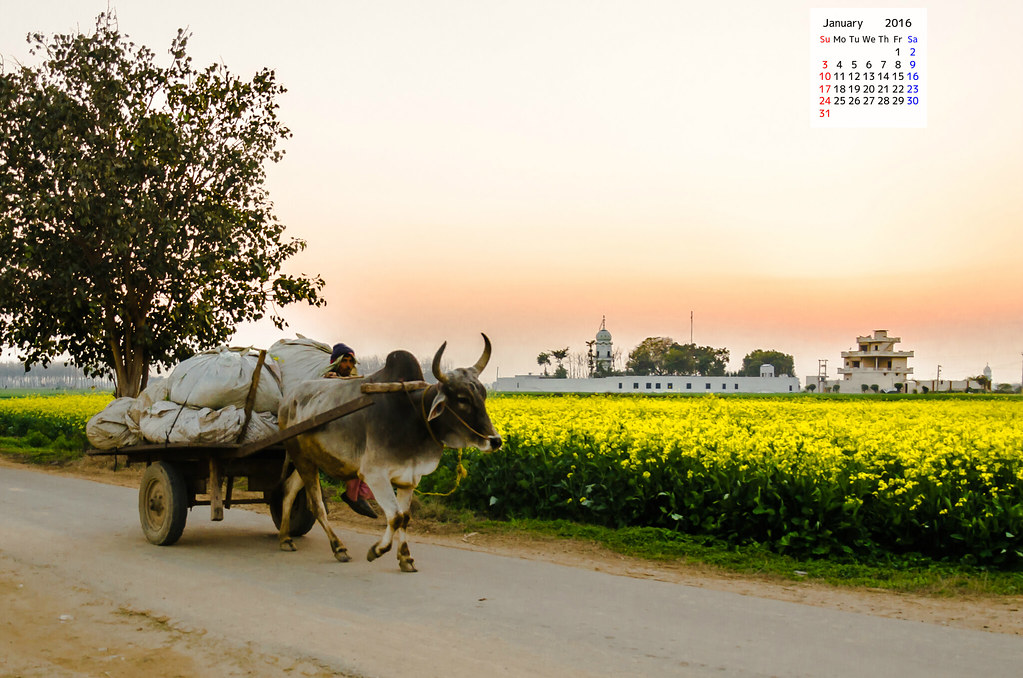 January 2016 Calendar Wallpaper Download - Punjabi Sarso Ka Khet - HD Wallpaper 