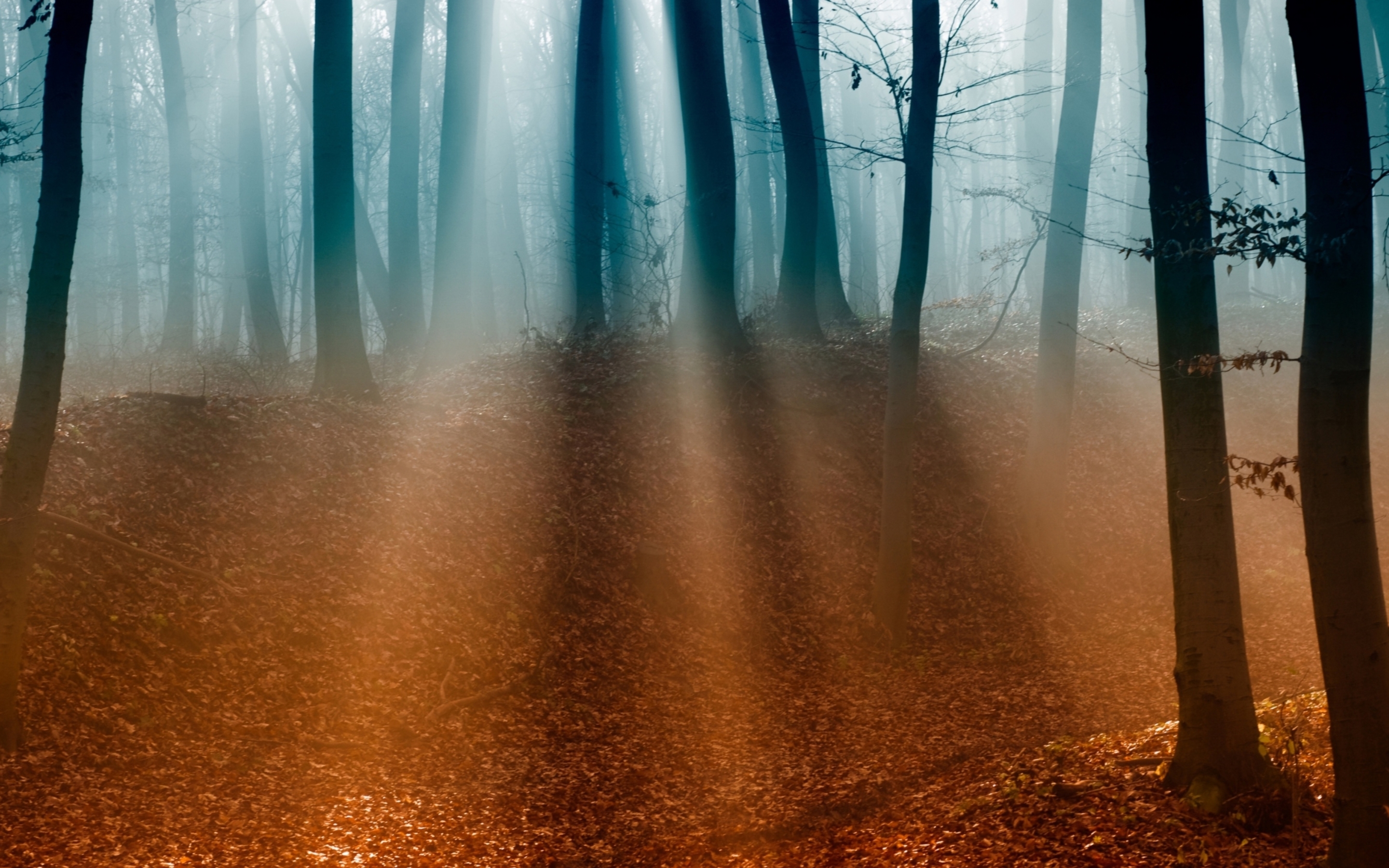 Retina Macbook Pro 15 Inch Wallpapers Autumn Forest - Hipster Fall Backgrounds - HD Wallpaper 