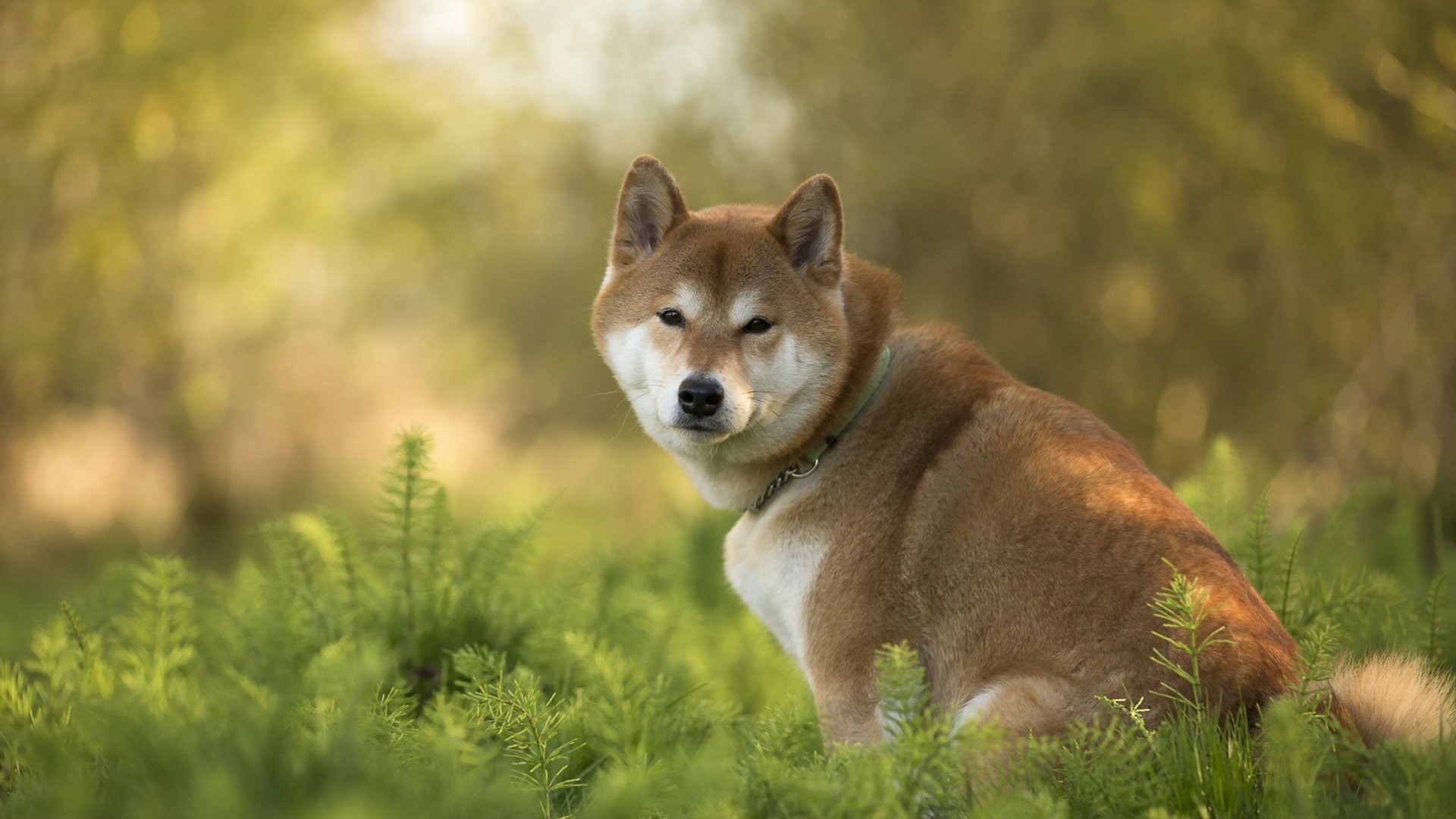 1920x1080, Hd Wallpaper - Shiba Inu - HD Wallpaper 