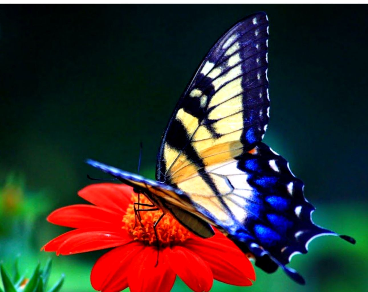 55 Colorful 【butterfly】hd Free Images Wallpapers Download - Beautiful Wallpapers Of Butterflies Hd - HD Wallpaper 