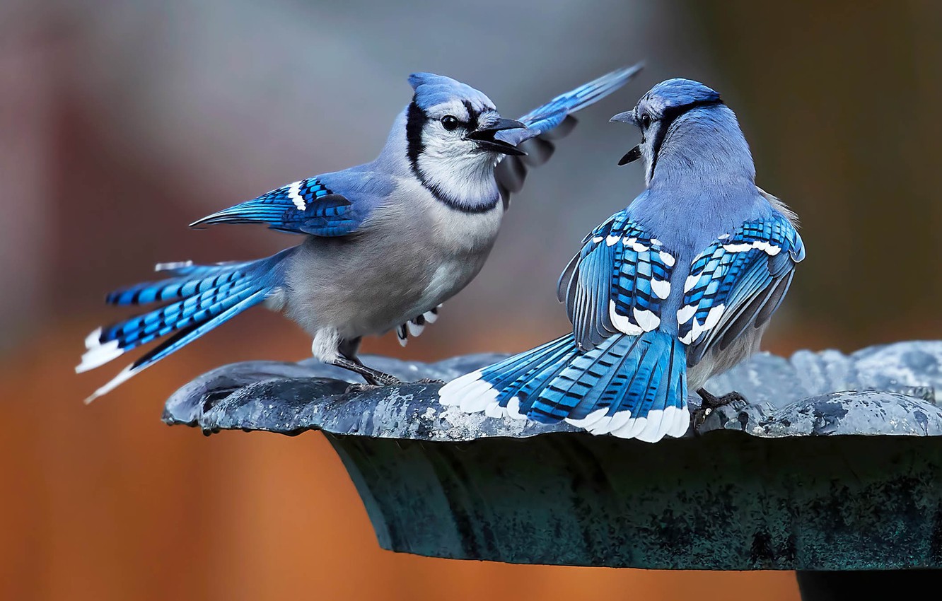 Photo Wallpaper Birds, A Couple, Blue Jay - Blue Jays Bird Couple - HD Wallpaper 