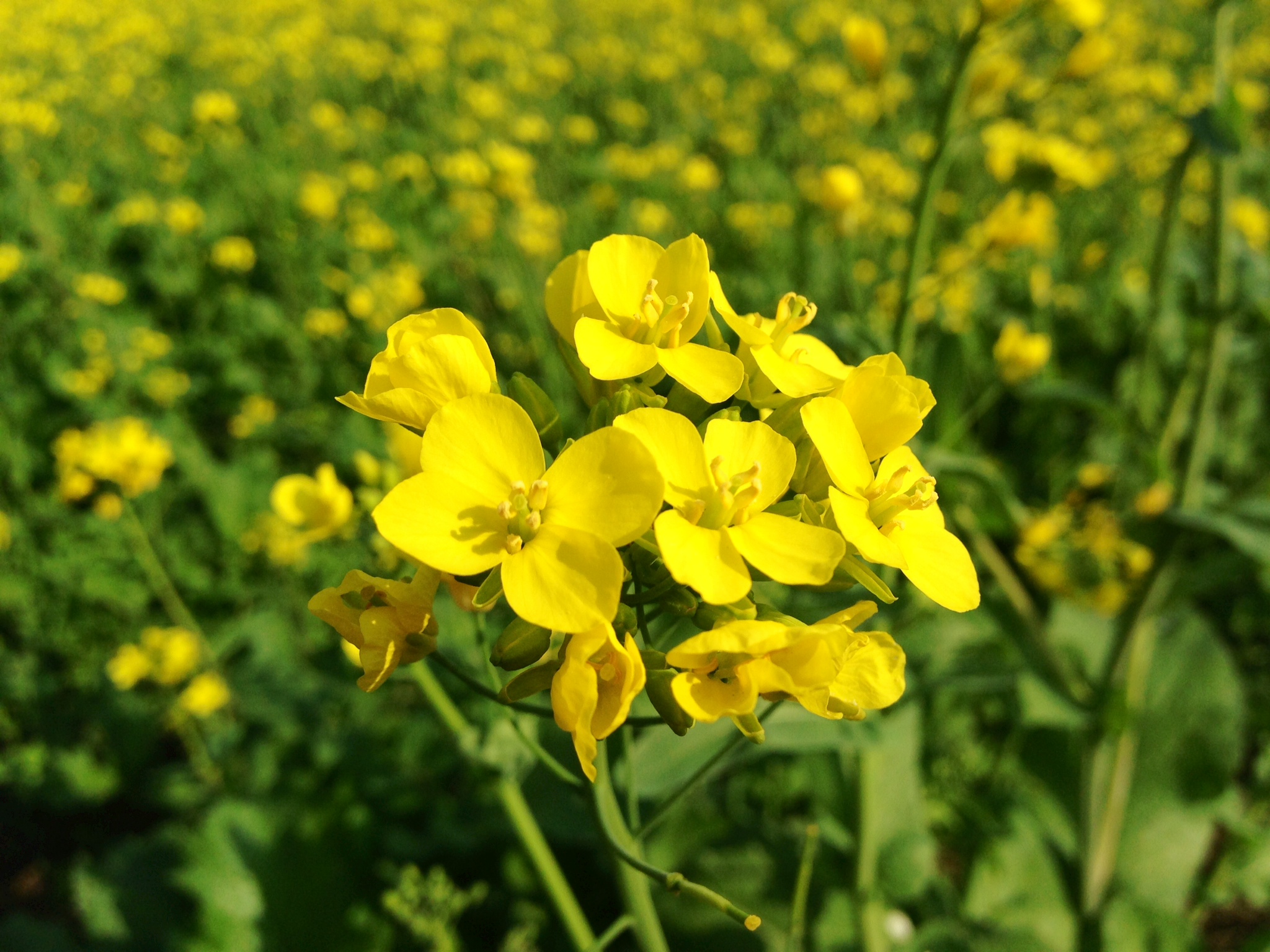 Punjabi Mustard Flowers - Family Cruciferae - HD Wallpaper 