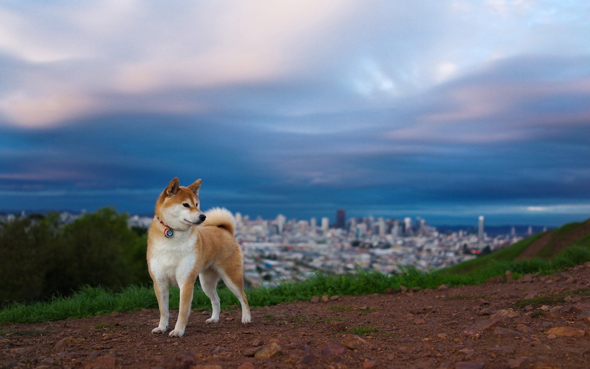 Shiba Inu Wallpaper 4k - HD Wallpaper 